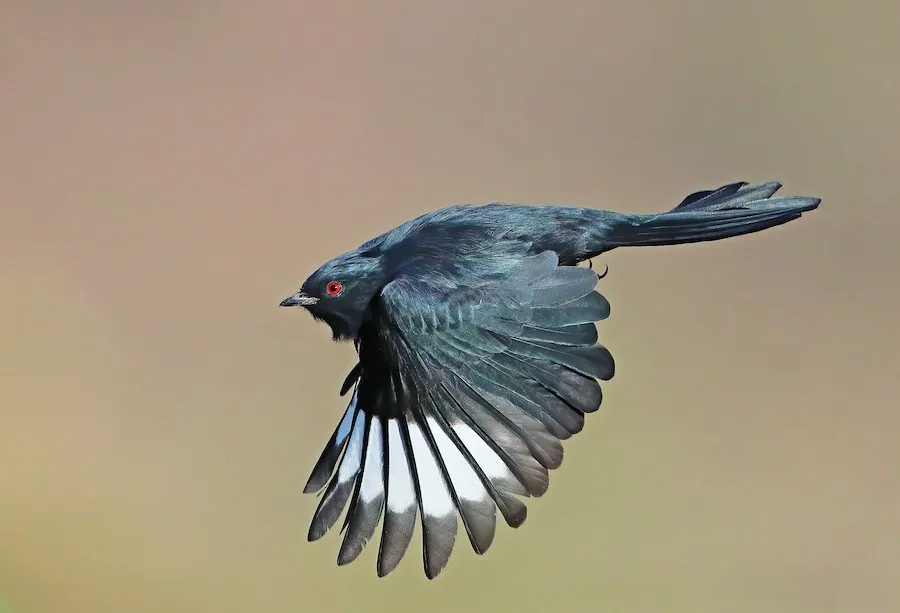 Phainopepla Phainopepla nitens by genevieve