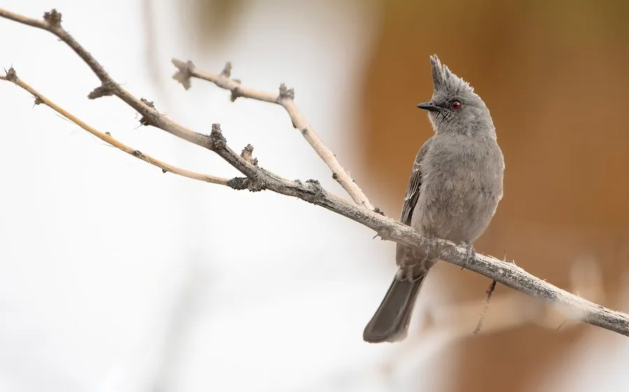 Phainopepla Phainopepla nitens by genevieve