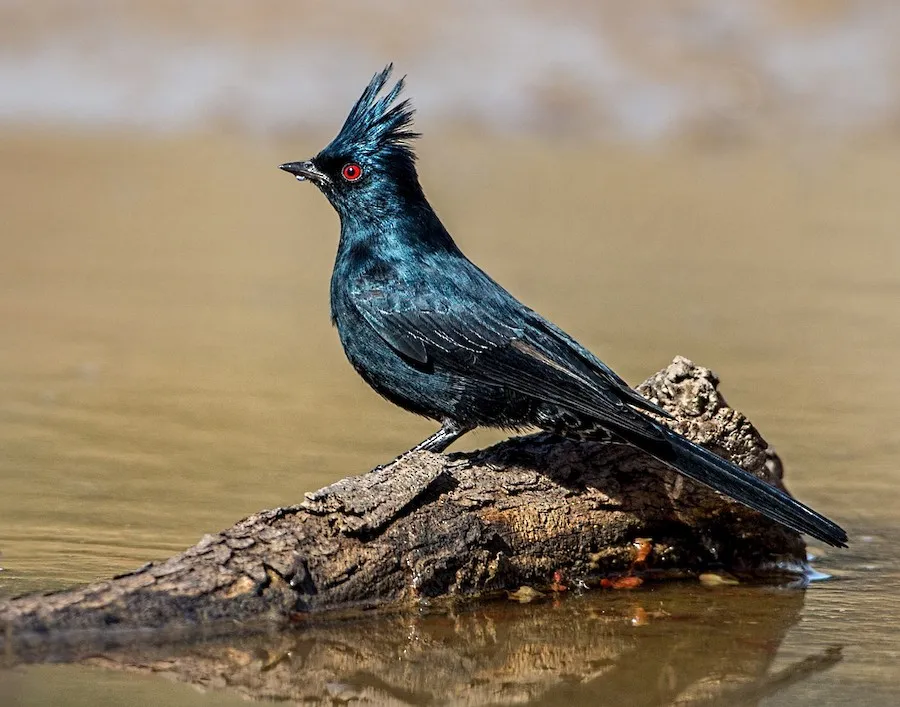 Phainopepla Phainopepla nitens by genevieve
