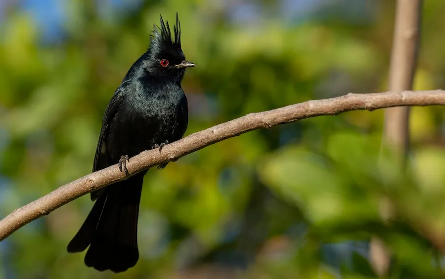 Phainopepla Phainopepla nitens by genevieve