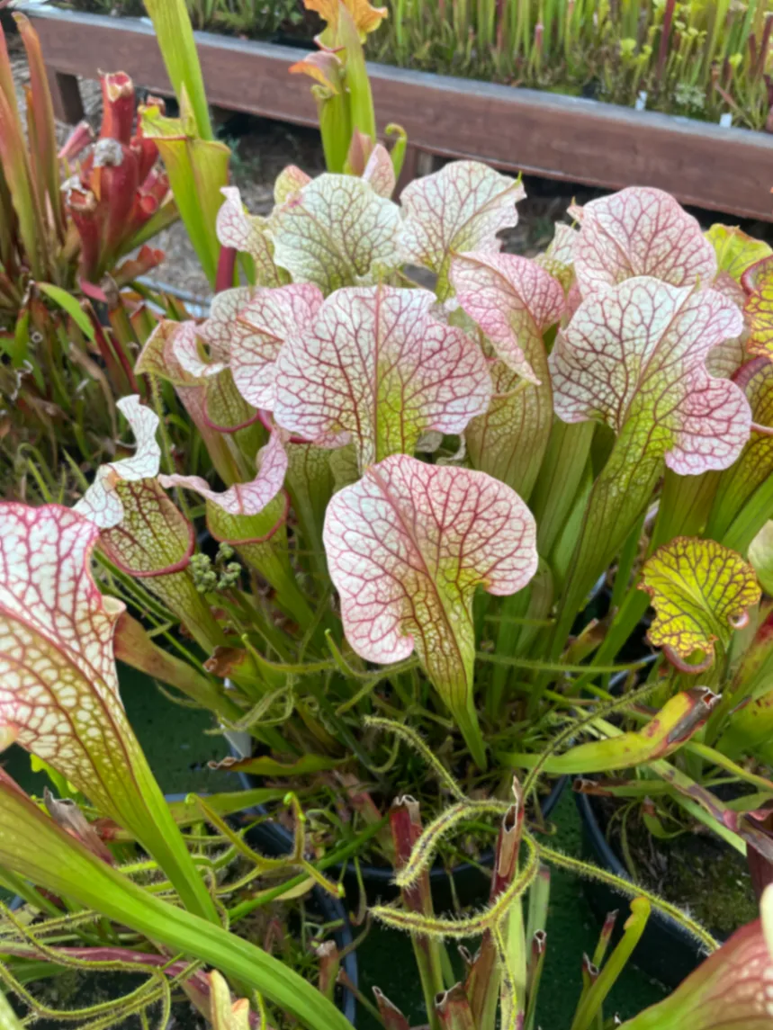 Sarracenia Stingray by David