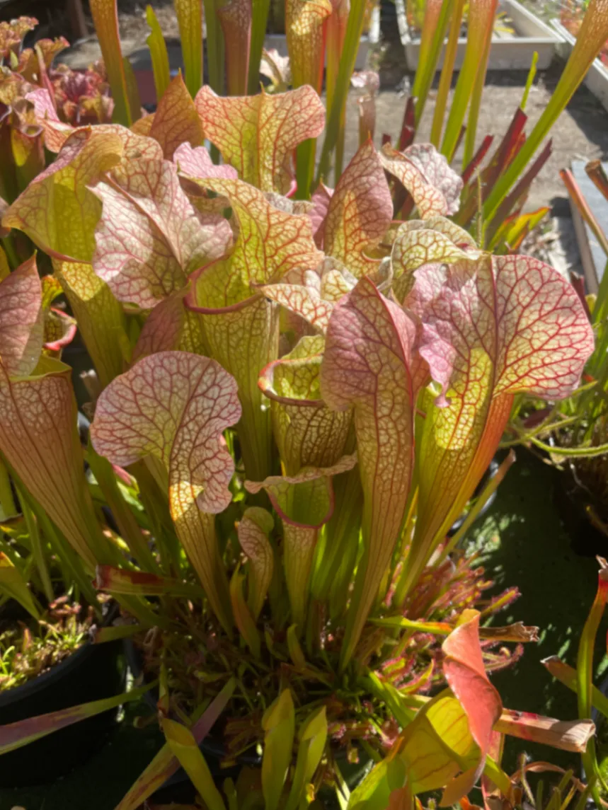 Sarracenia Stingray by David