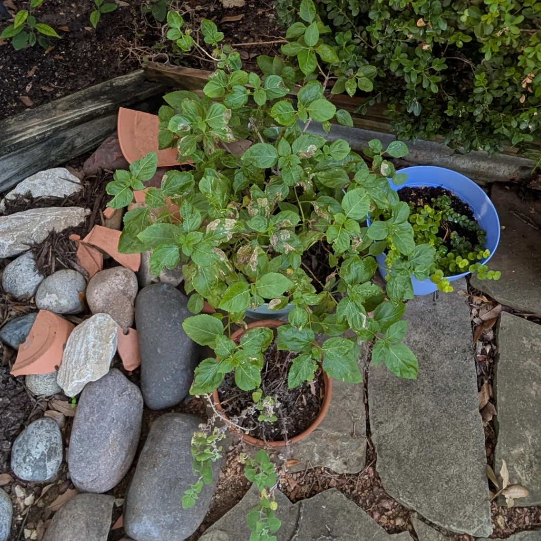 Ocimum basilicum by mosswooddrive