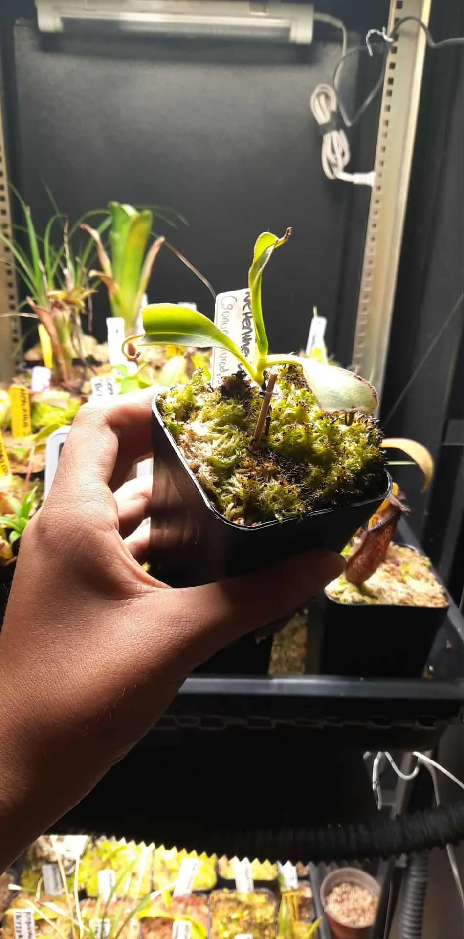 Nepenthes Lowii by marklt