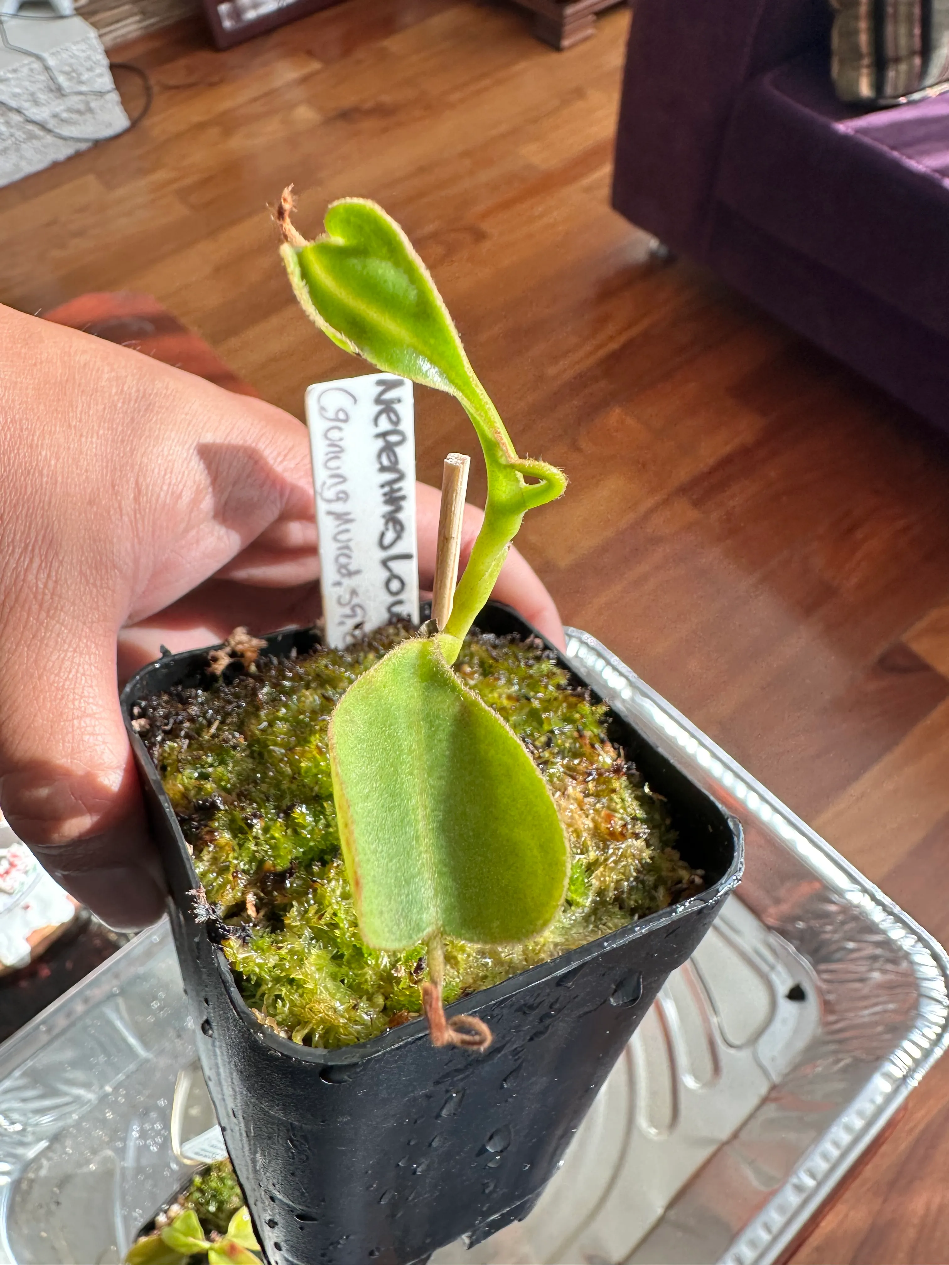 Nepenthes Lowii by marklt
