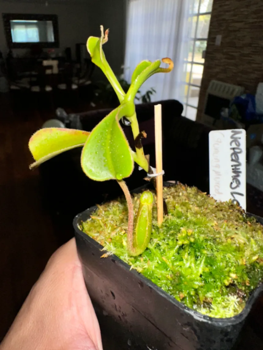 Nepenthes Lowii by marklt