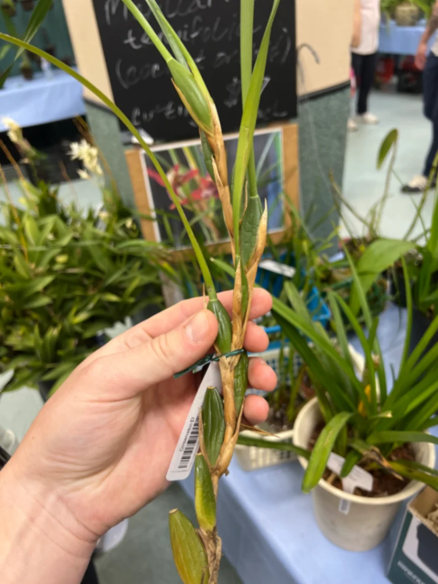 Maxillaria tenuifolia by markymark
