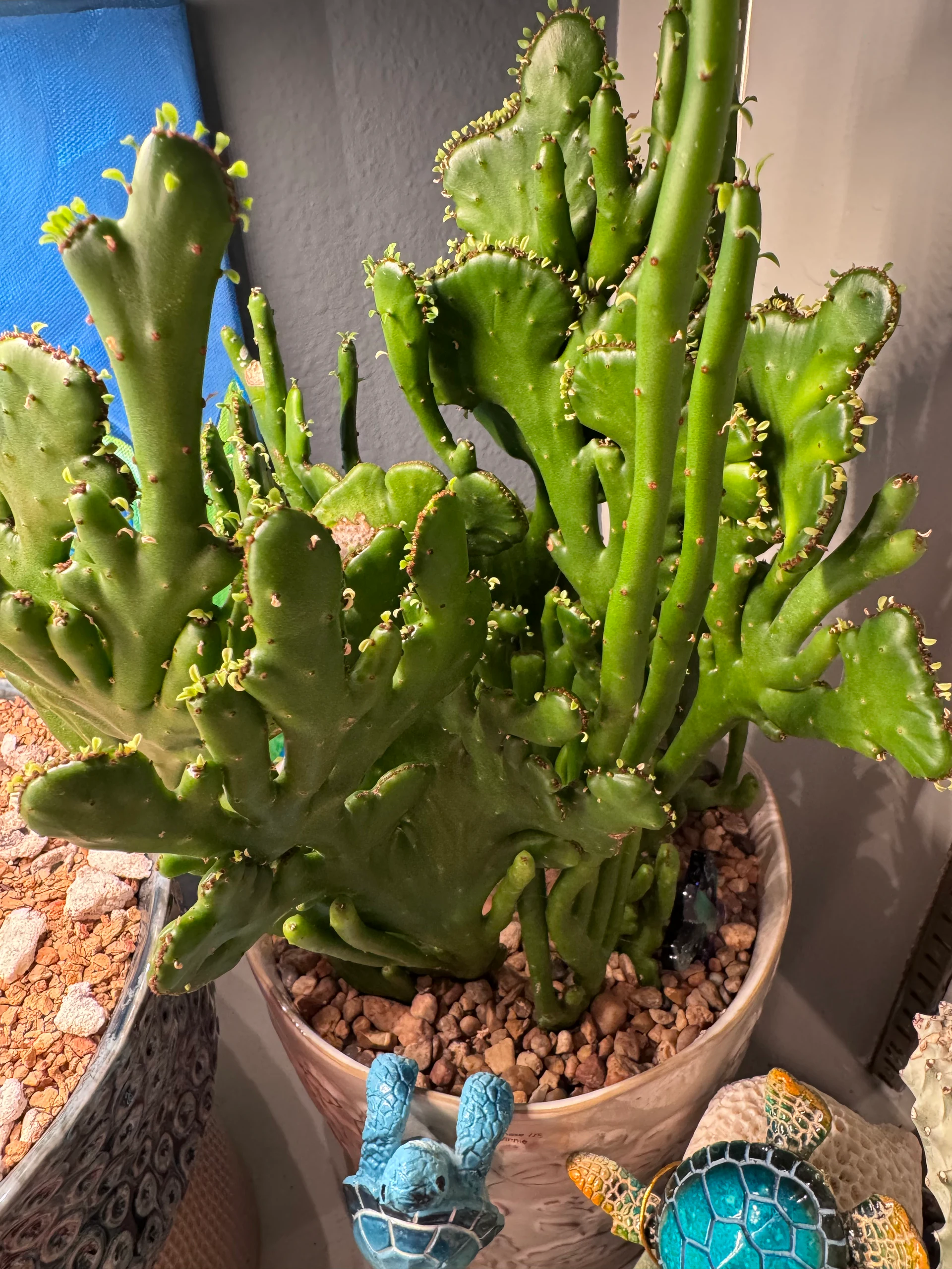 Euphorbia lactea 'Cristata' by katcollects