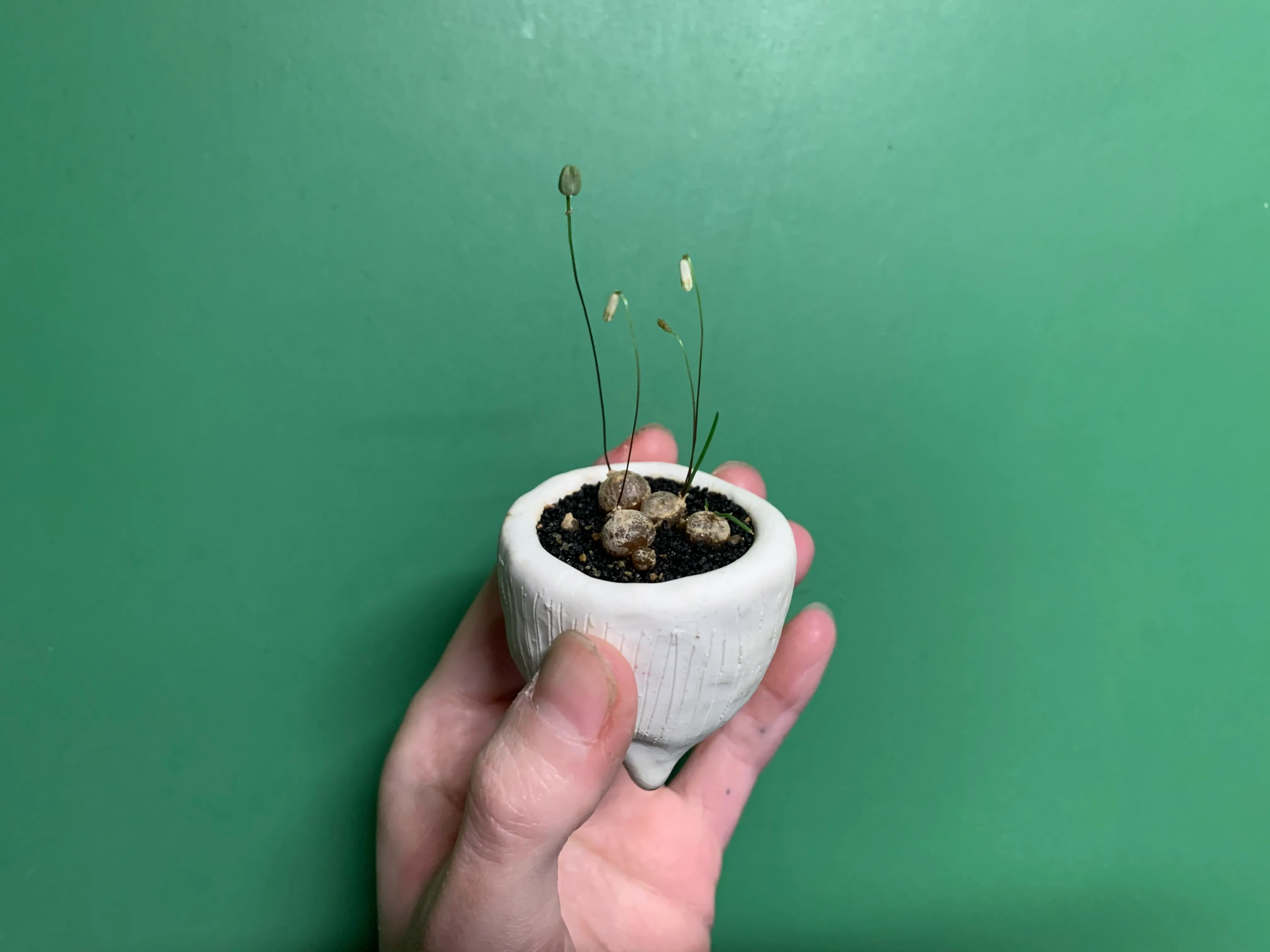 Drimia Uniflora by frankie