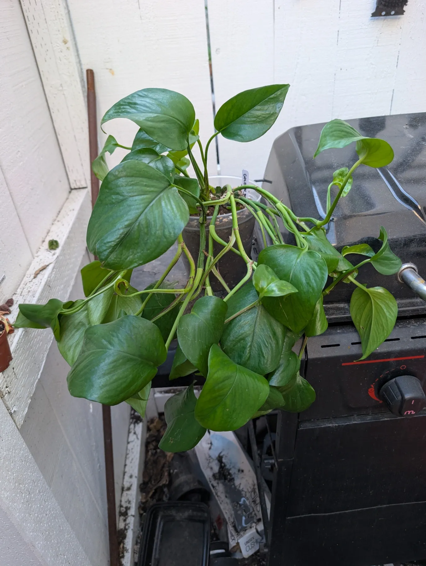 Epipremnum aureum by PothosSlut