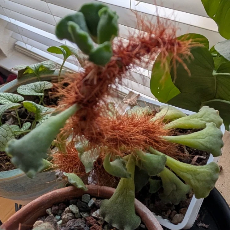 Adromischus cristatus by mosswooddrive