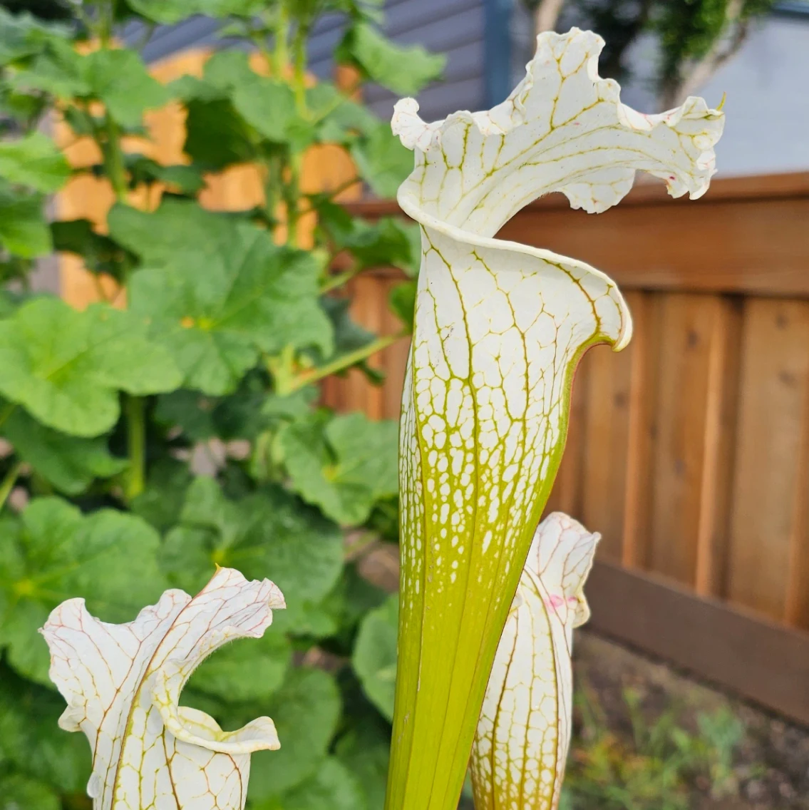 Sarracenia leucophylla by aaaamory