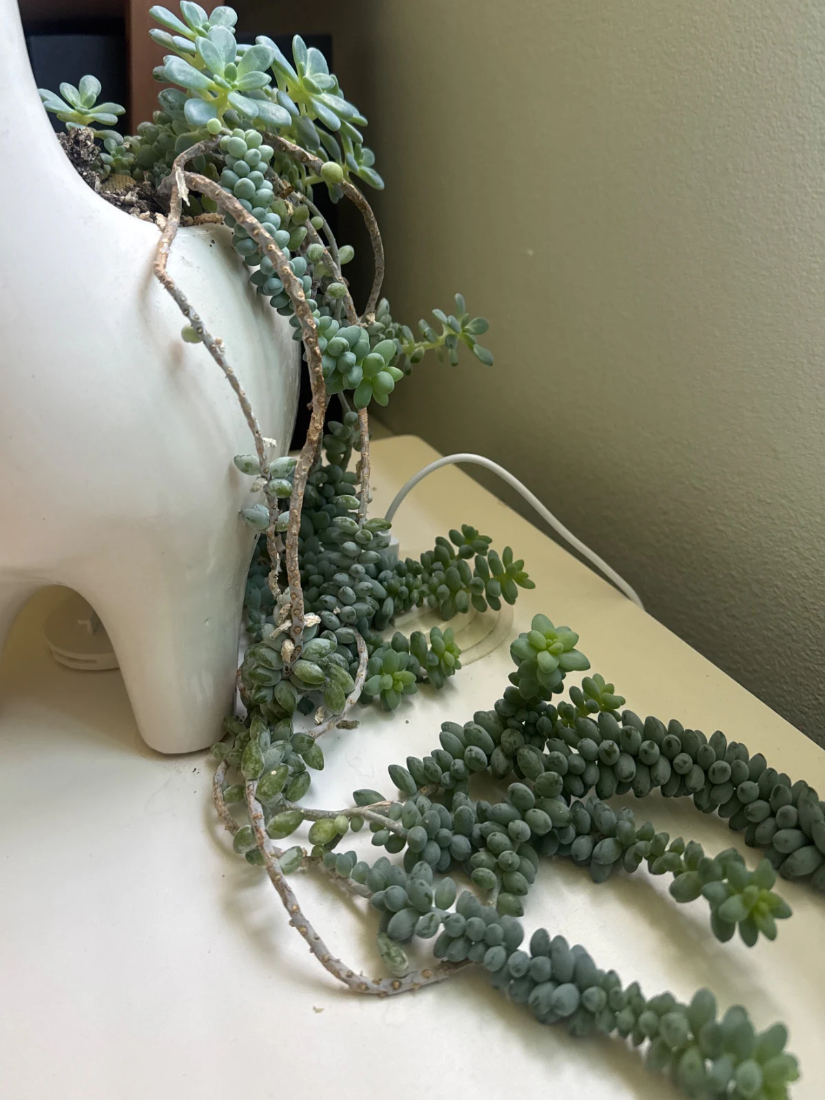 Sedum morganianum by DavidTest
