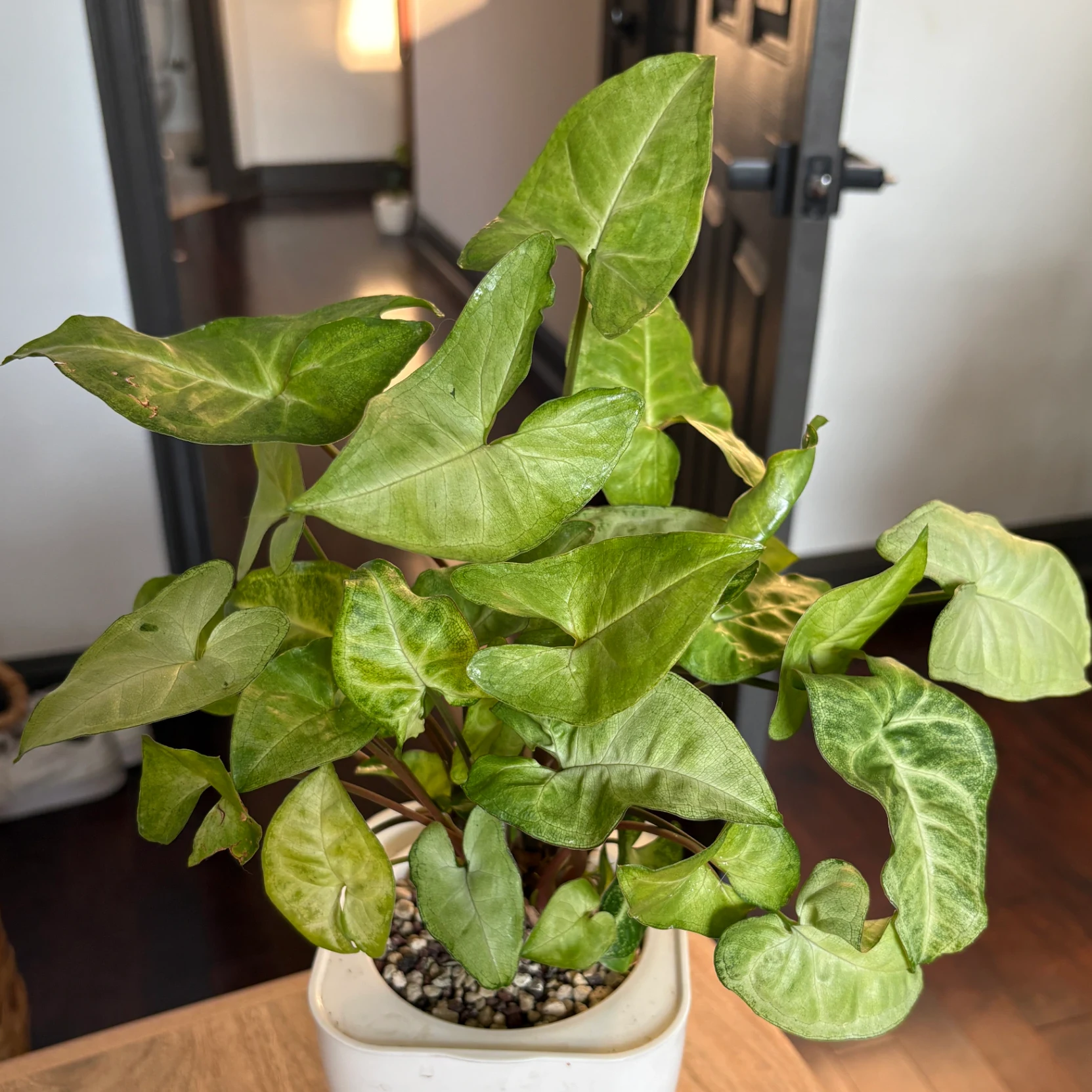 Syngonium podophyllum by katiesplants