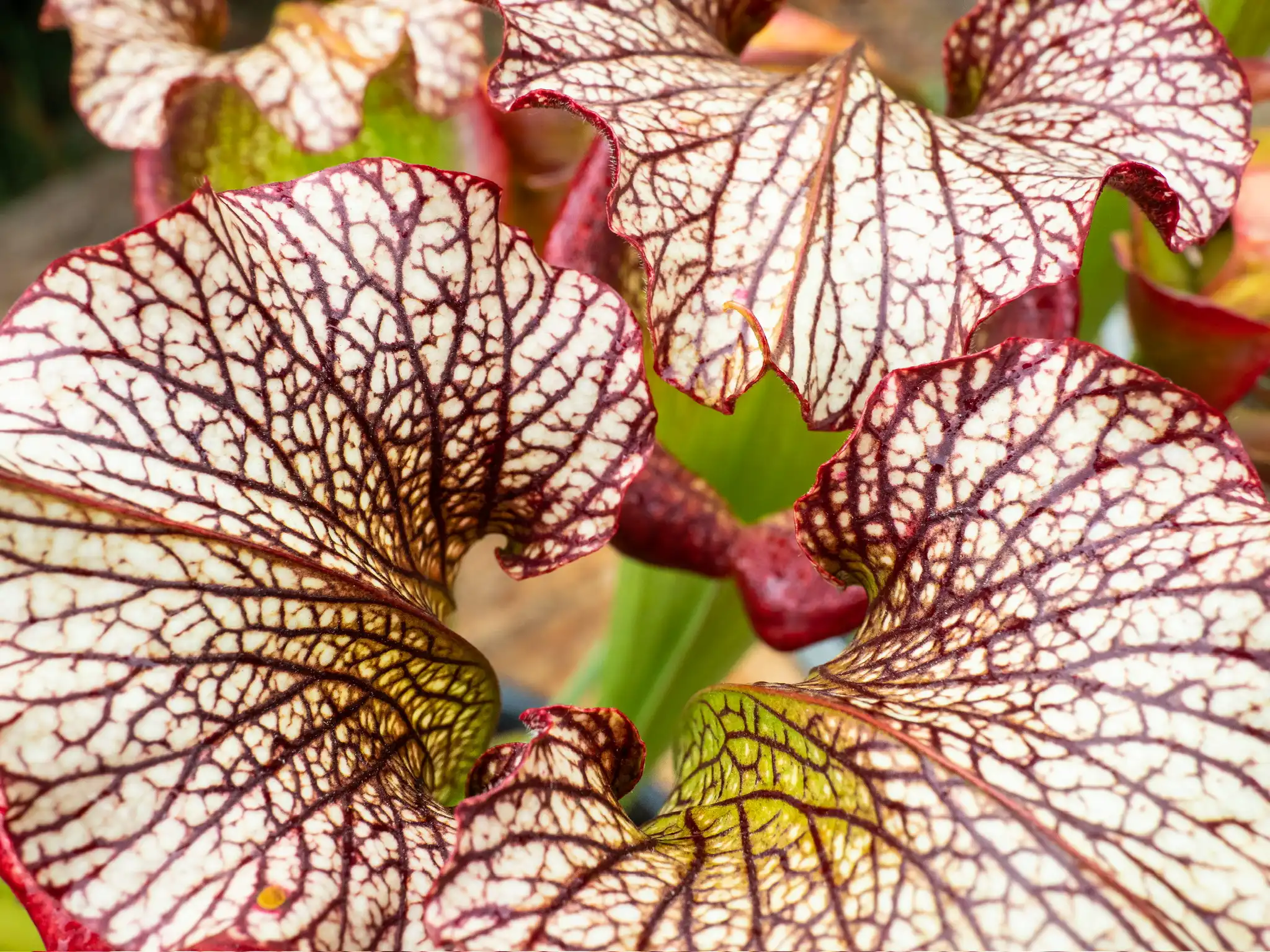 Sarracenia The Kraken by David