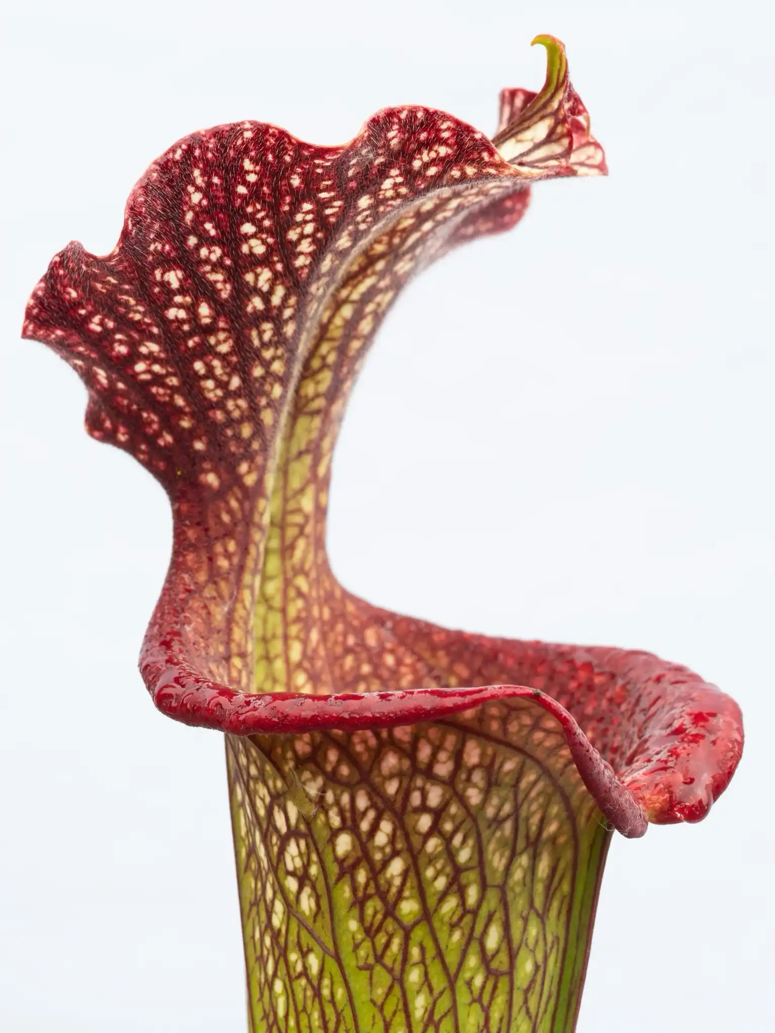 Sarracenia The Kraken by David