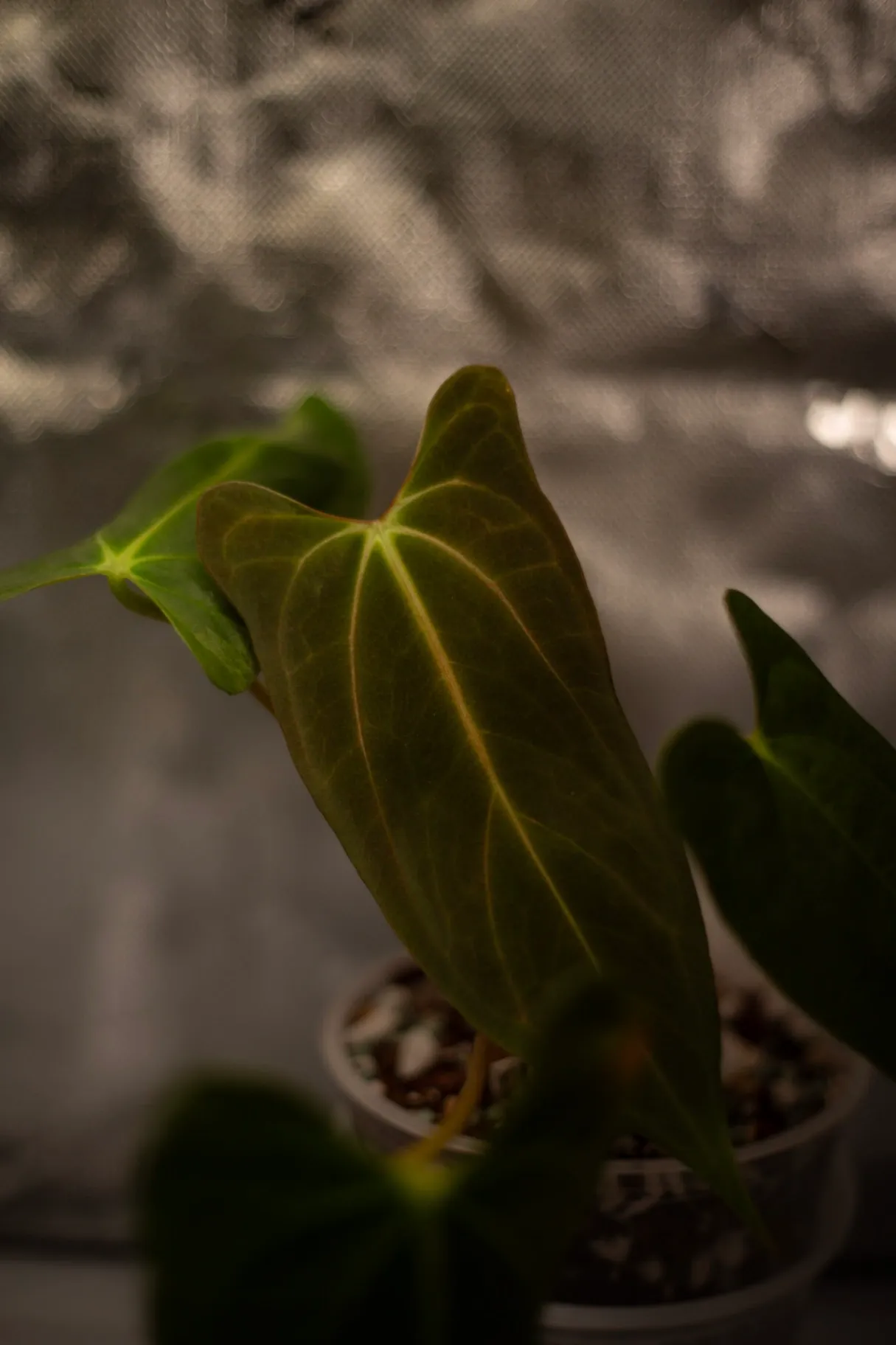 Anthurium papillilaminum '(Fort Sherman x Ralph Lynam) x Fort Sherman Self' by migy