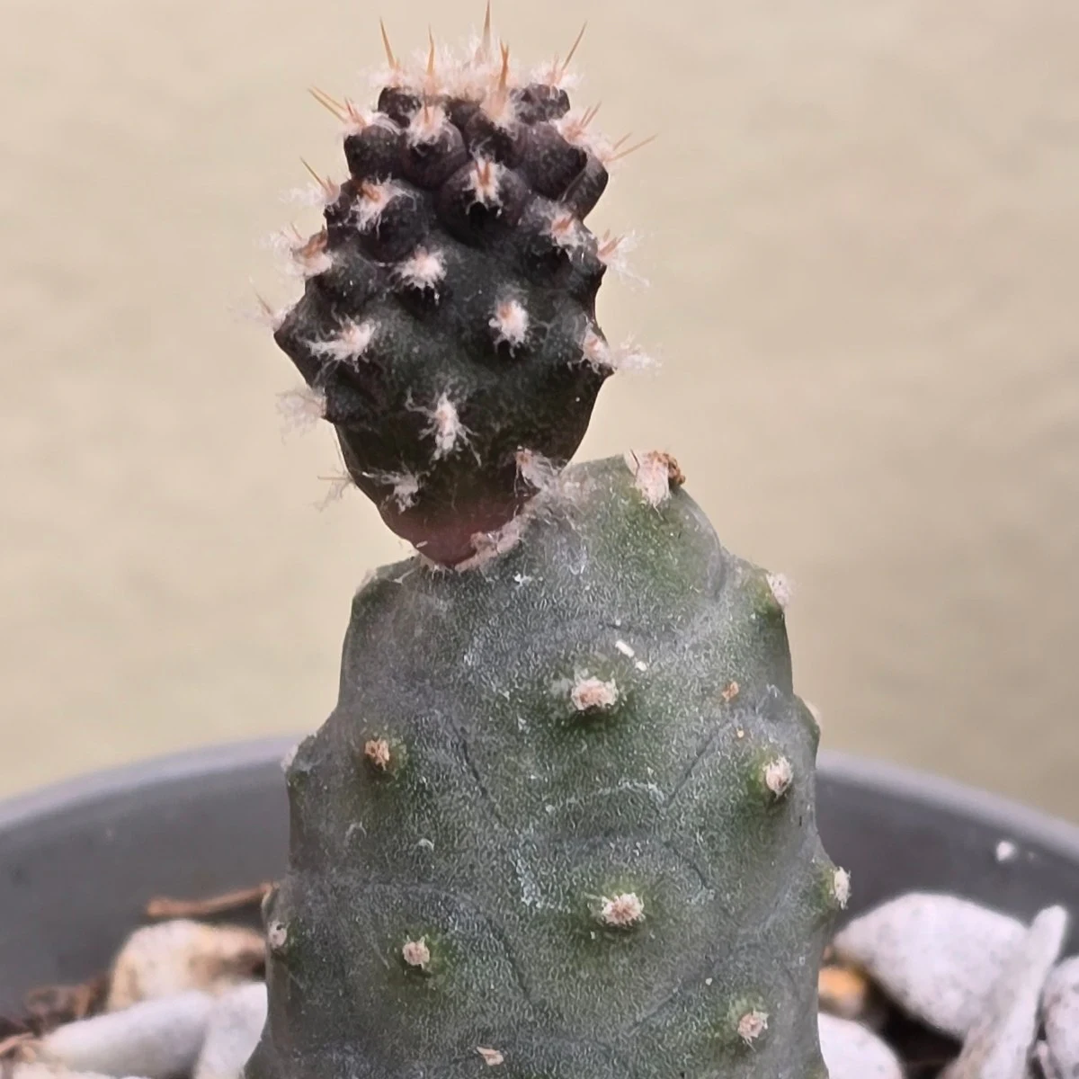 Tephrocactus articulatus by atomic-alchemist