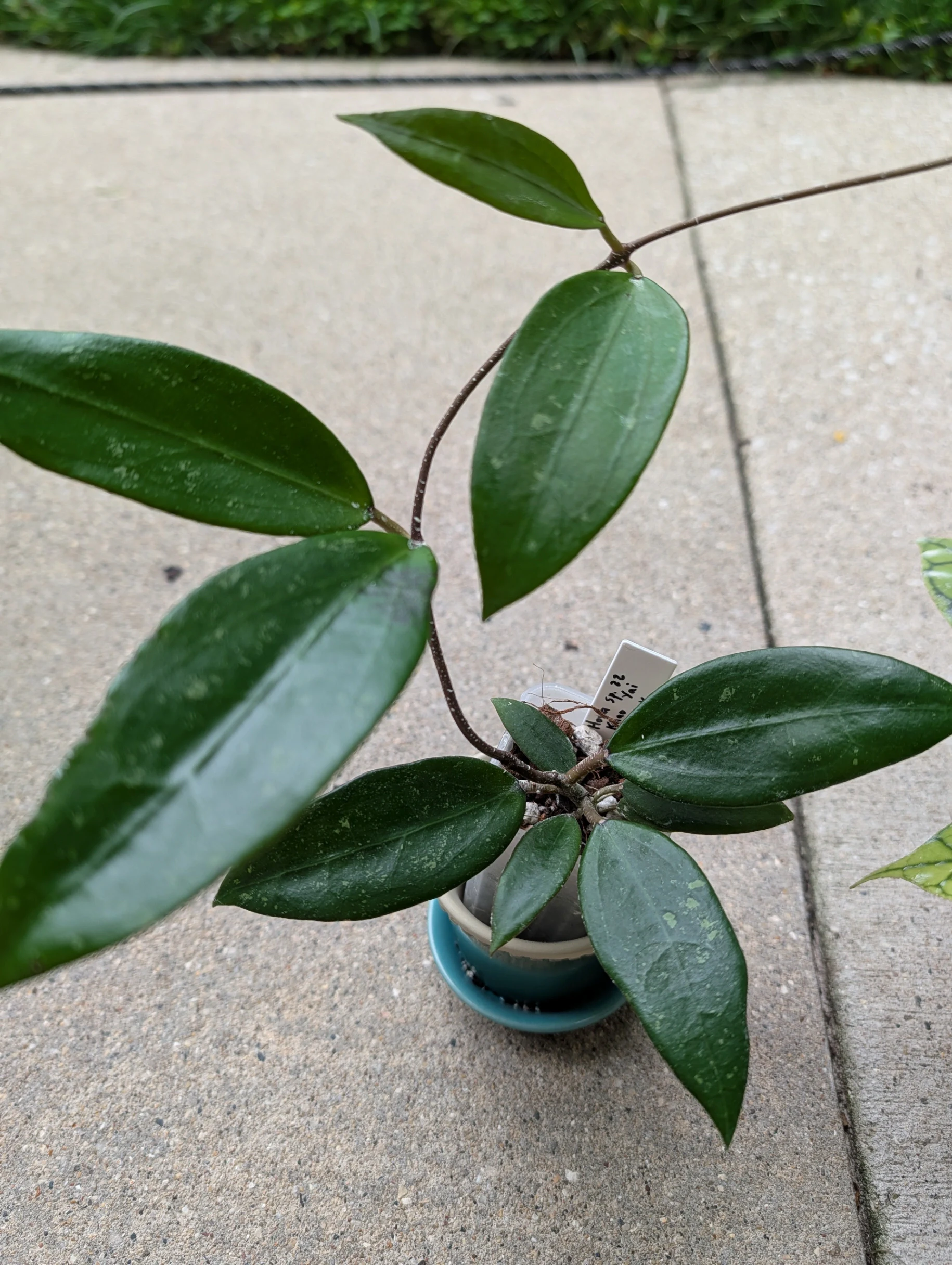 Hoya sp. Khao Yai 'x unk' by meg