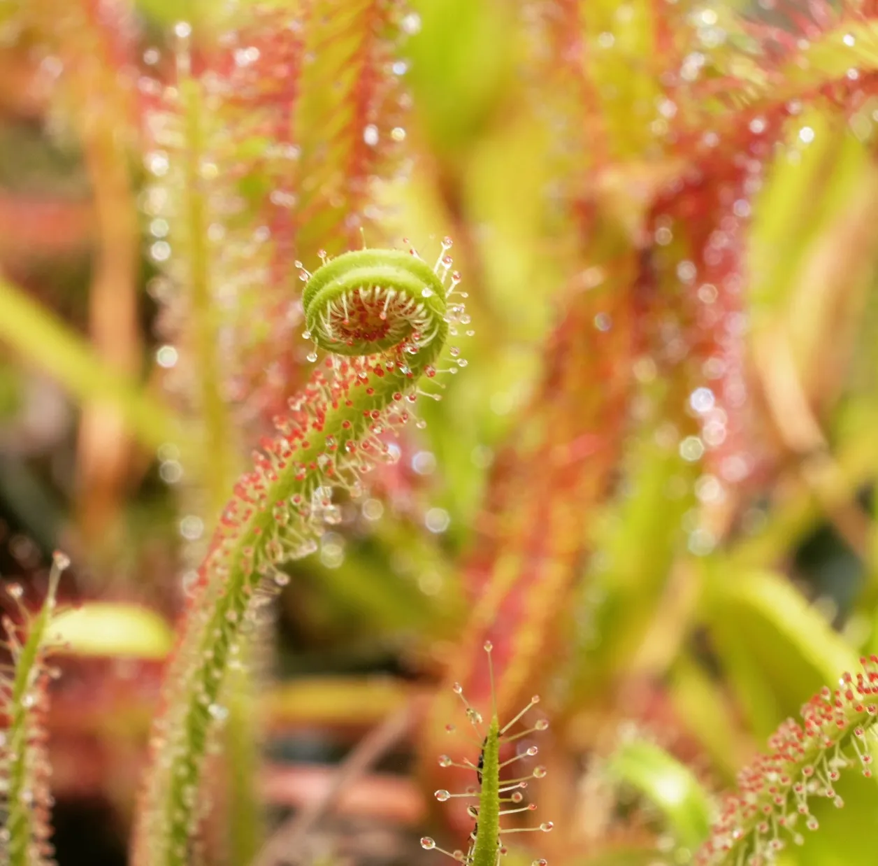 Drosera filiformis 'California Sunset' by David