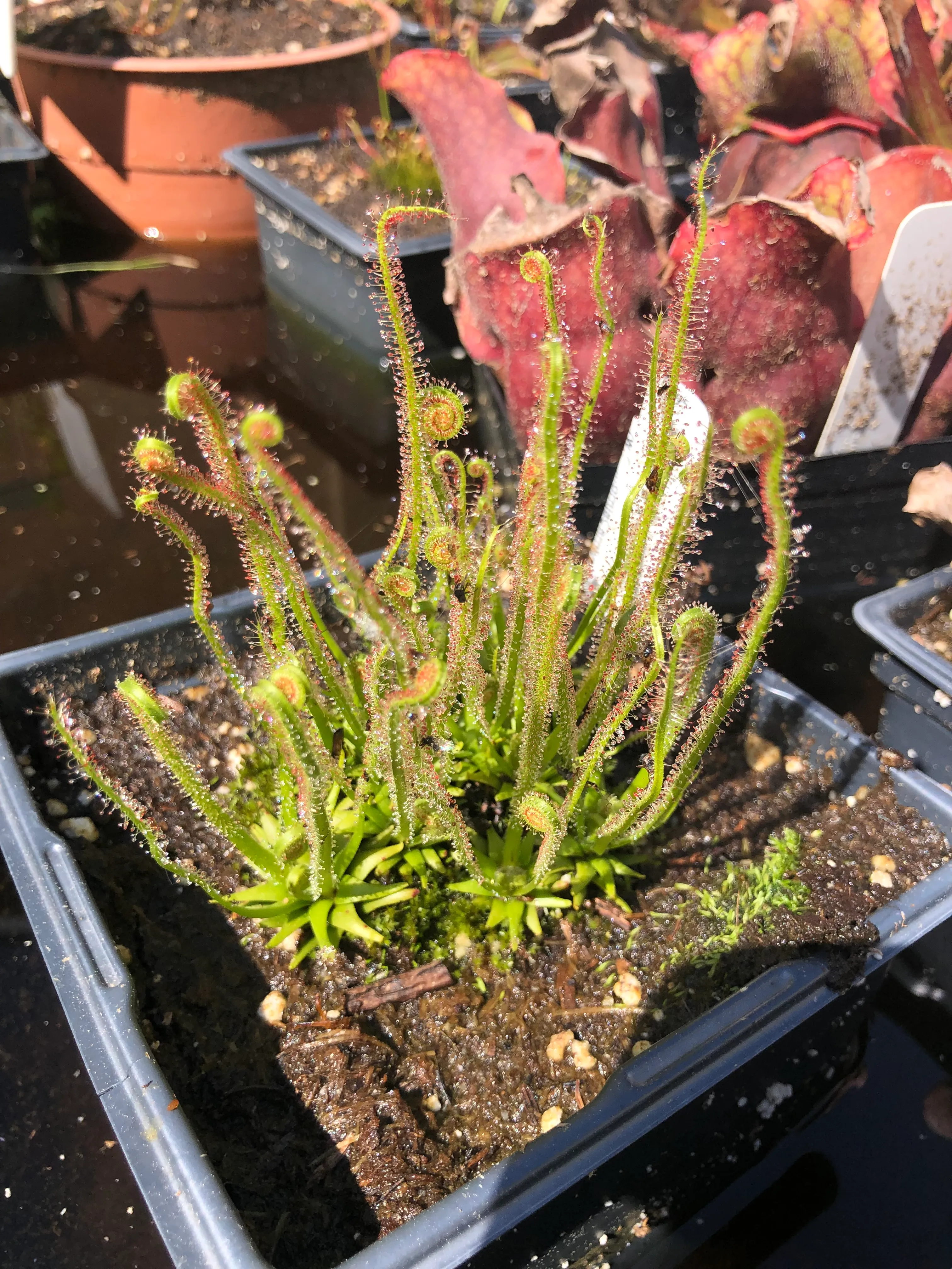 Drosera filiformis 'California Sunset' by David
