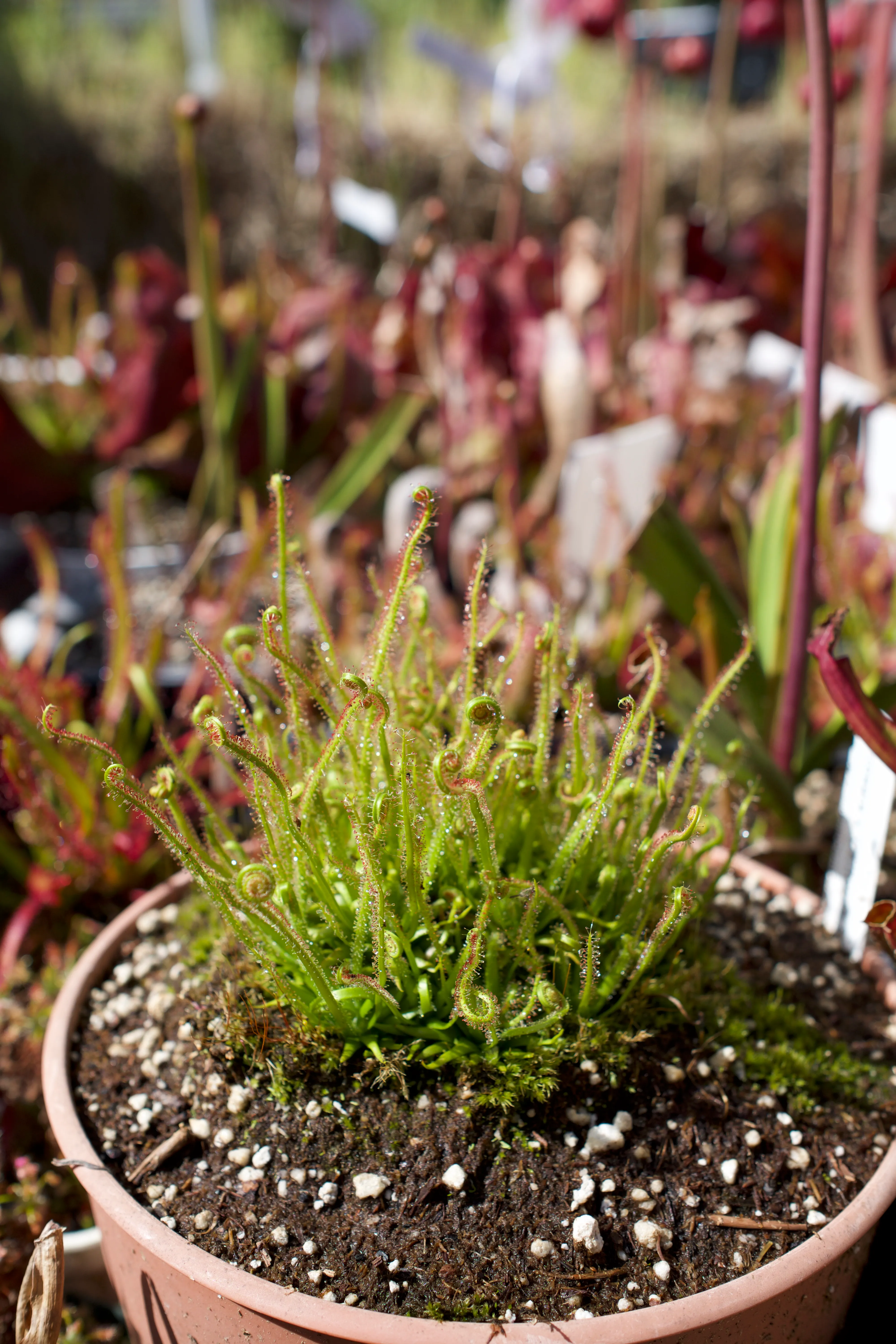 Drosera filiformis 'California Sunset' by David