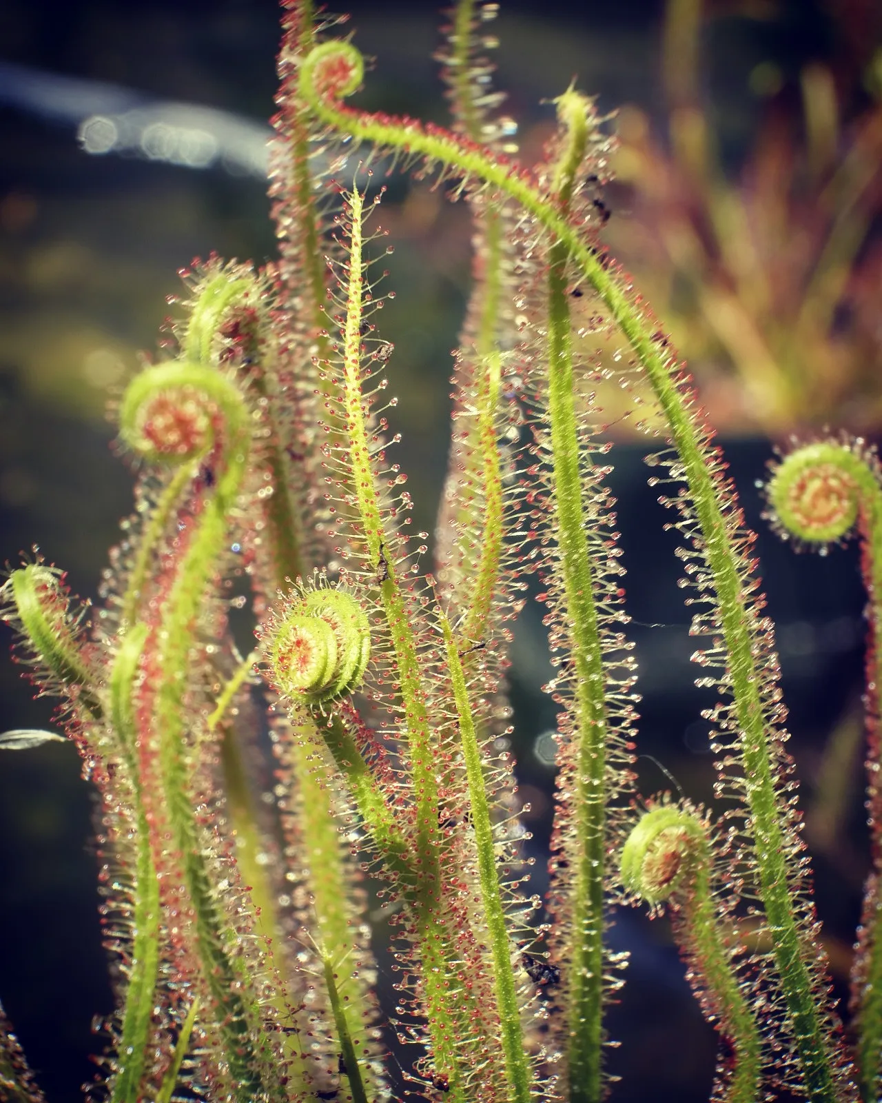 Drosera filiformis 'California Sunset' by David