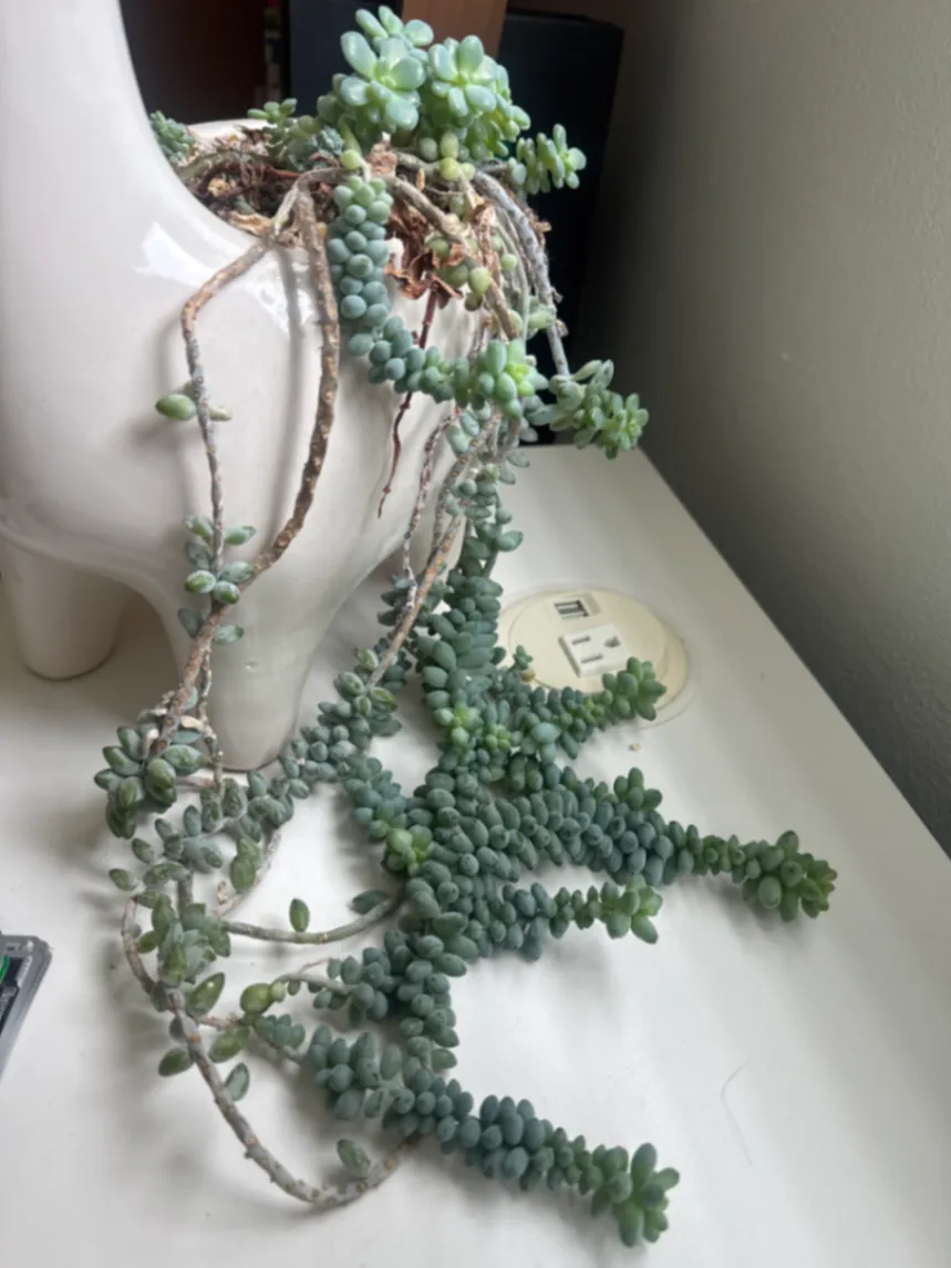 Burro's Tail (Duplicate 1) by DavidTest