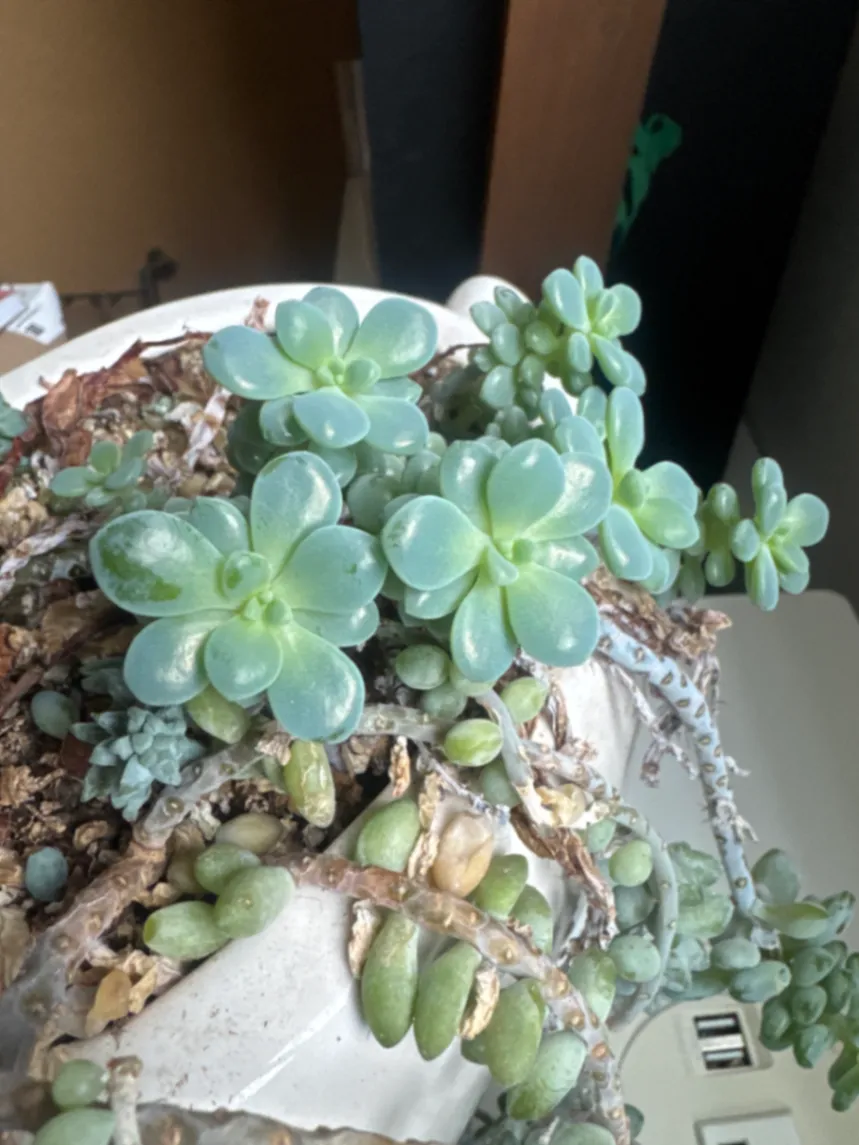 Burro's Tail (Duplicate 1) by DavidTest