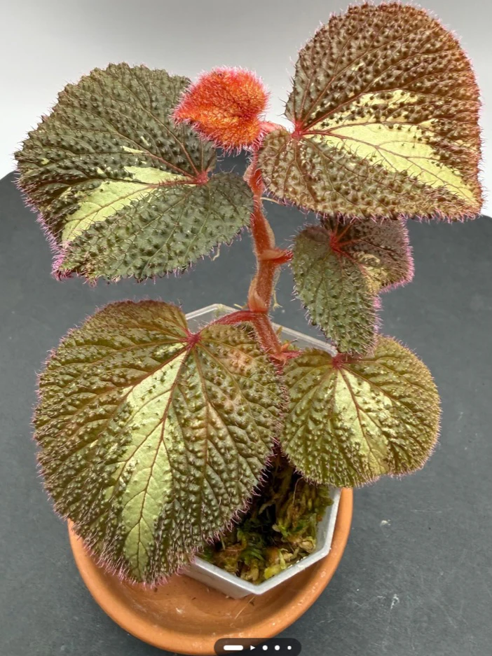 Begonia Tri-Color Baik by NashvilleNDP
