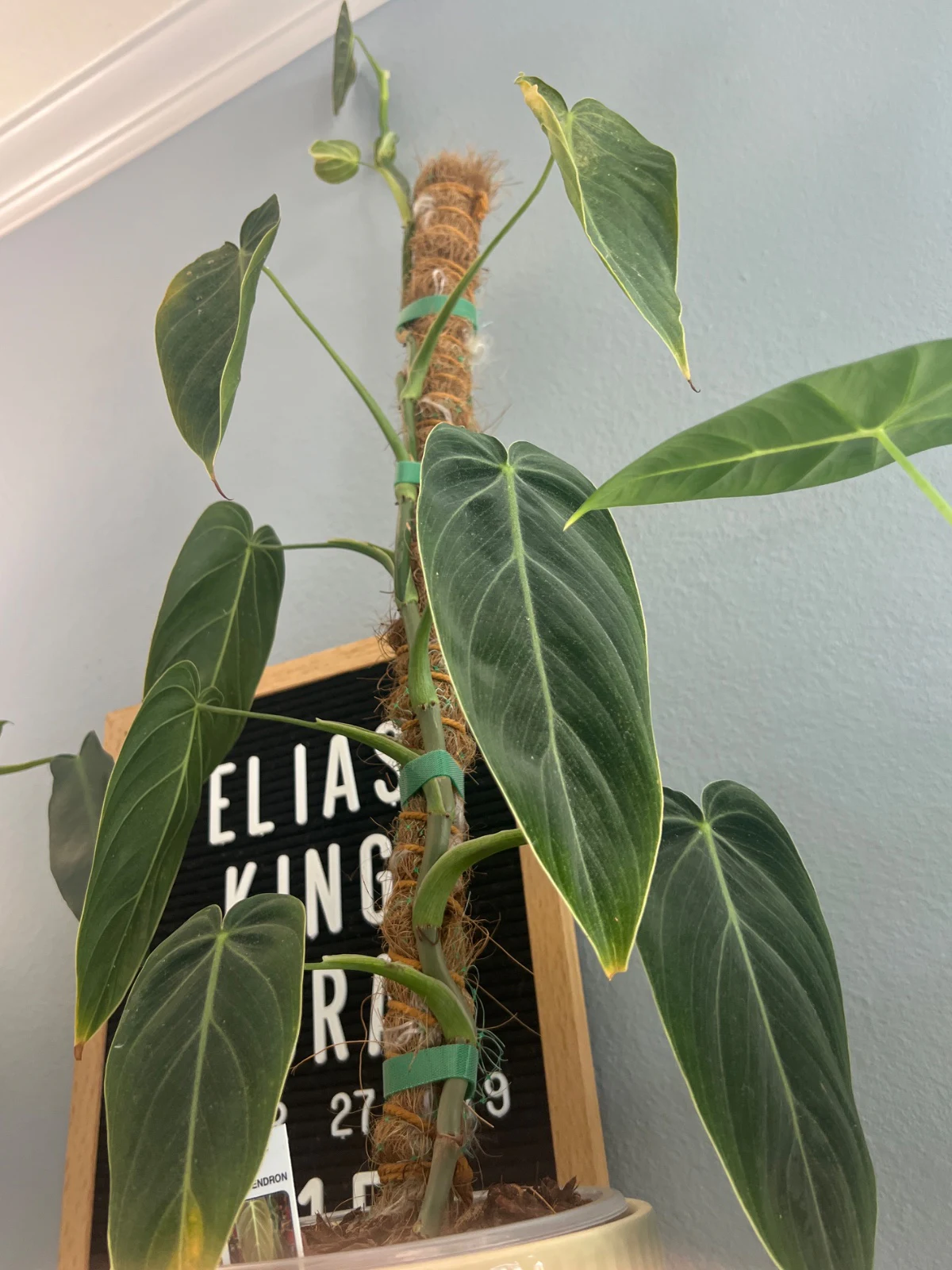 Philodendron melanochrysum by alohamora