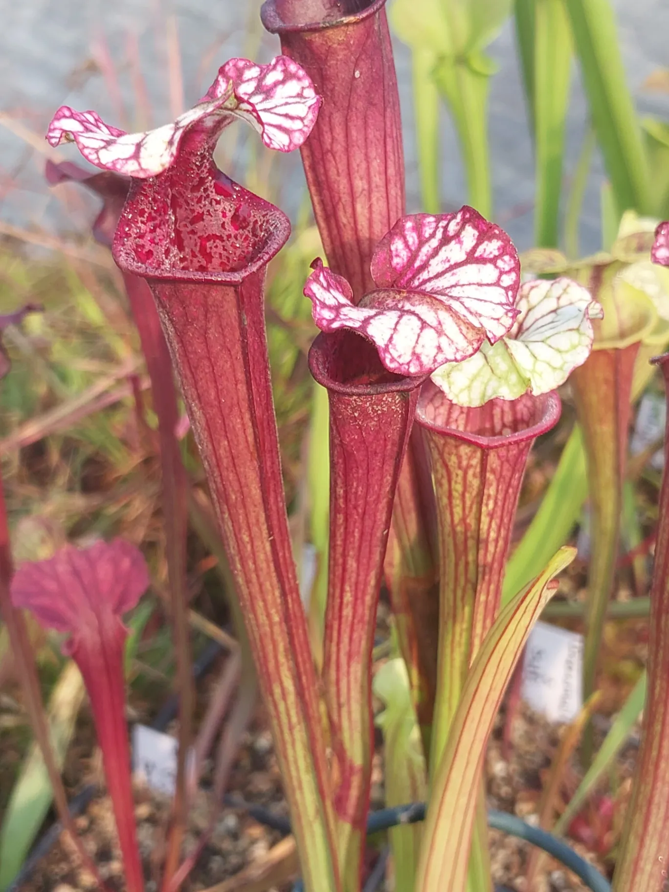 Sarracenia hybrid by P_Hill_FL