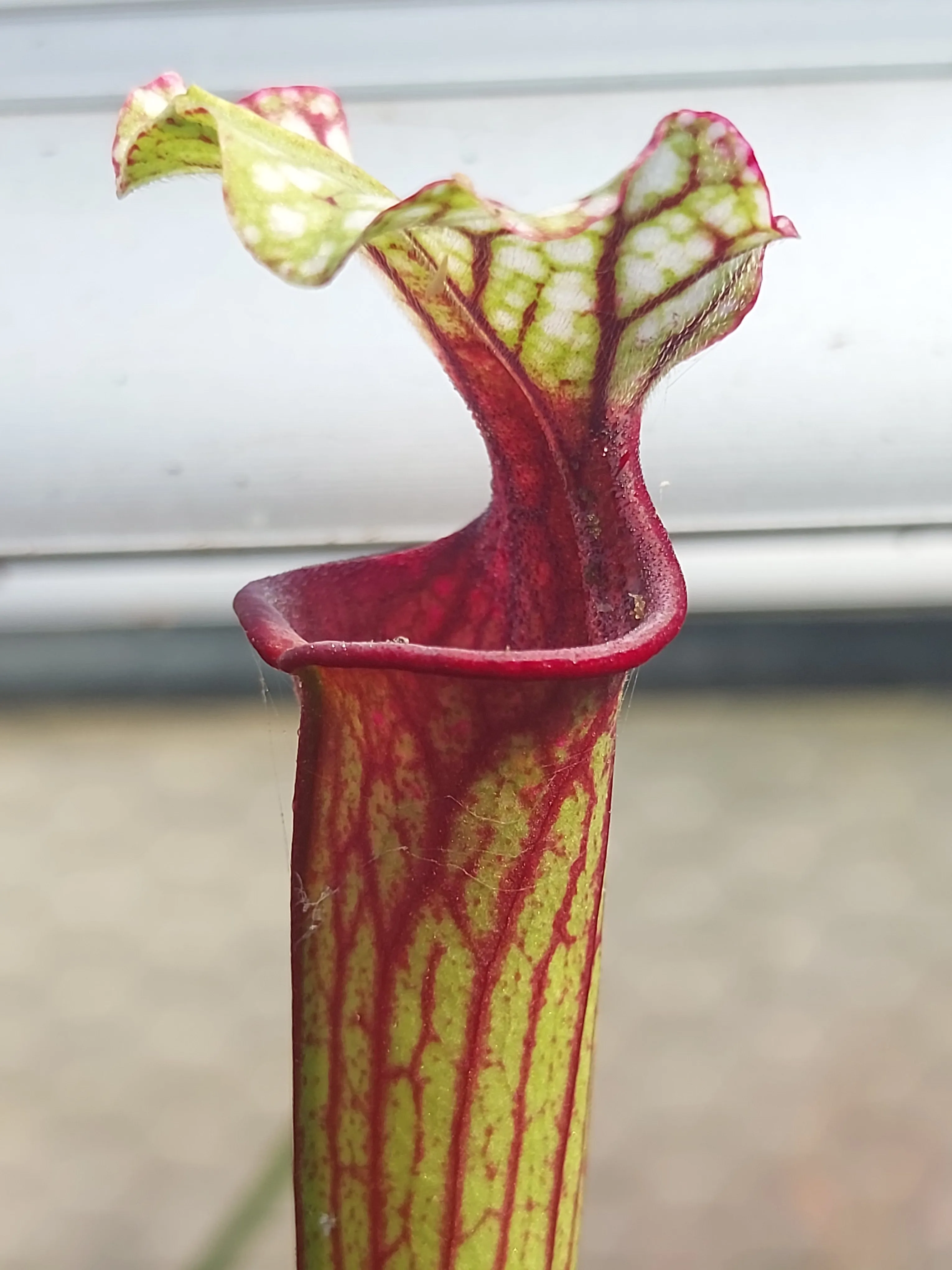 Sarracenia hybrid by P_Hill_FL
