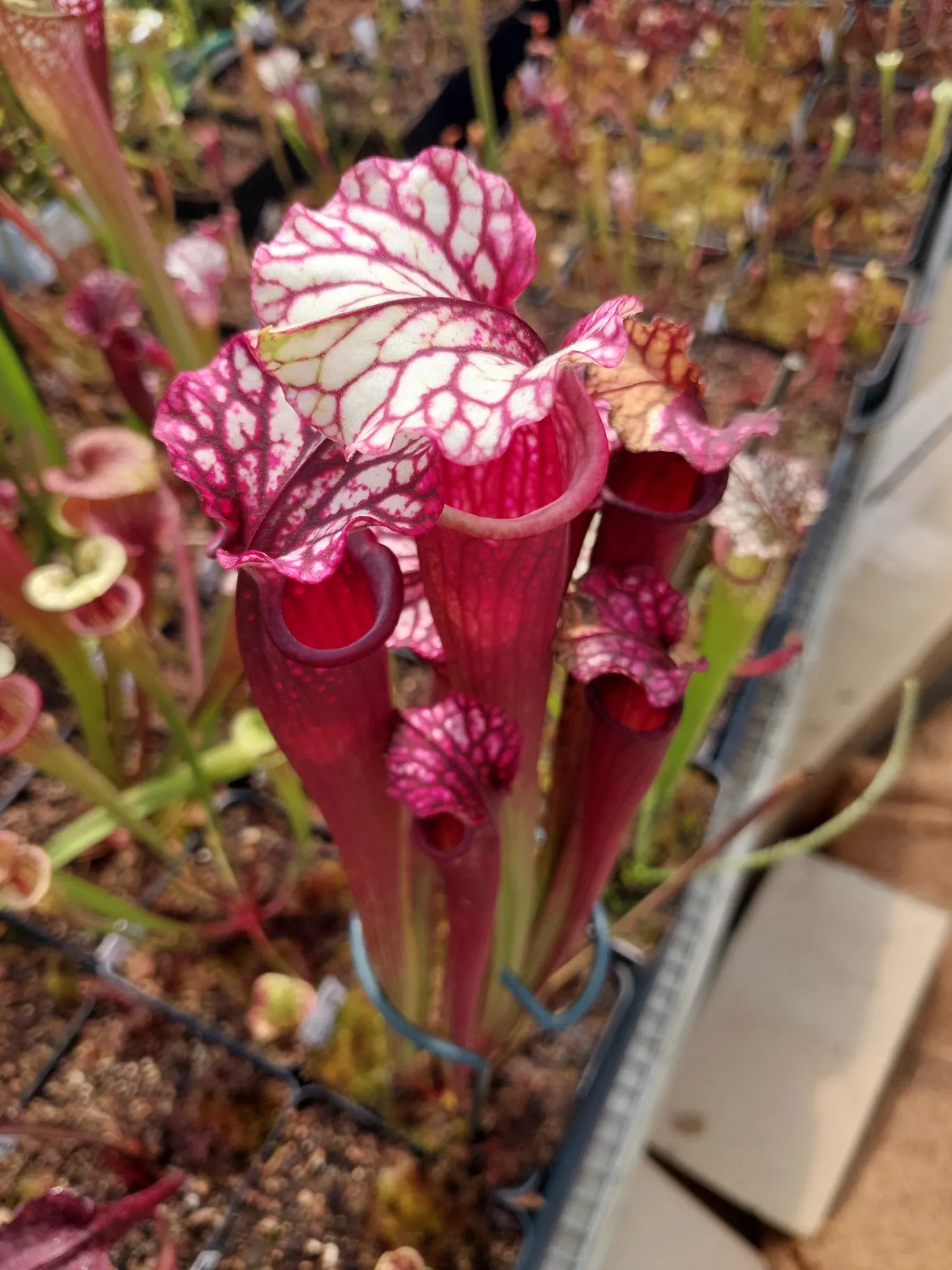 Sarracenia hybrid by P_Hill_FL