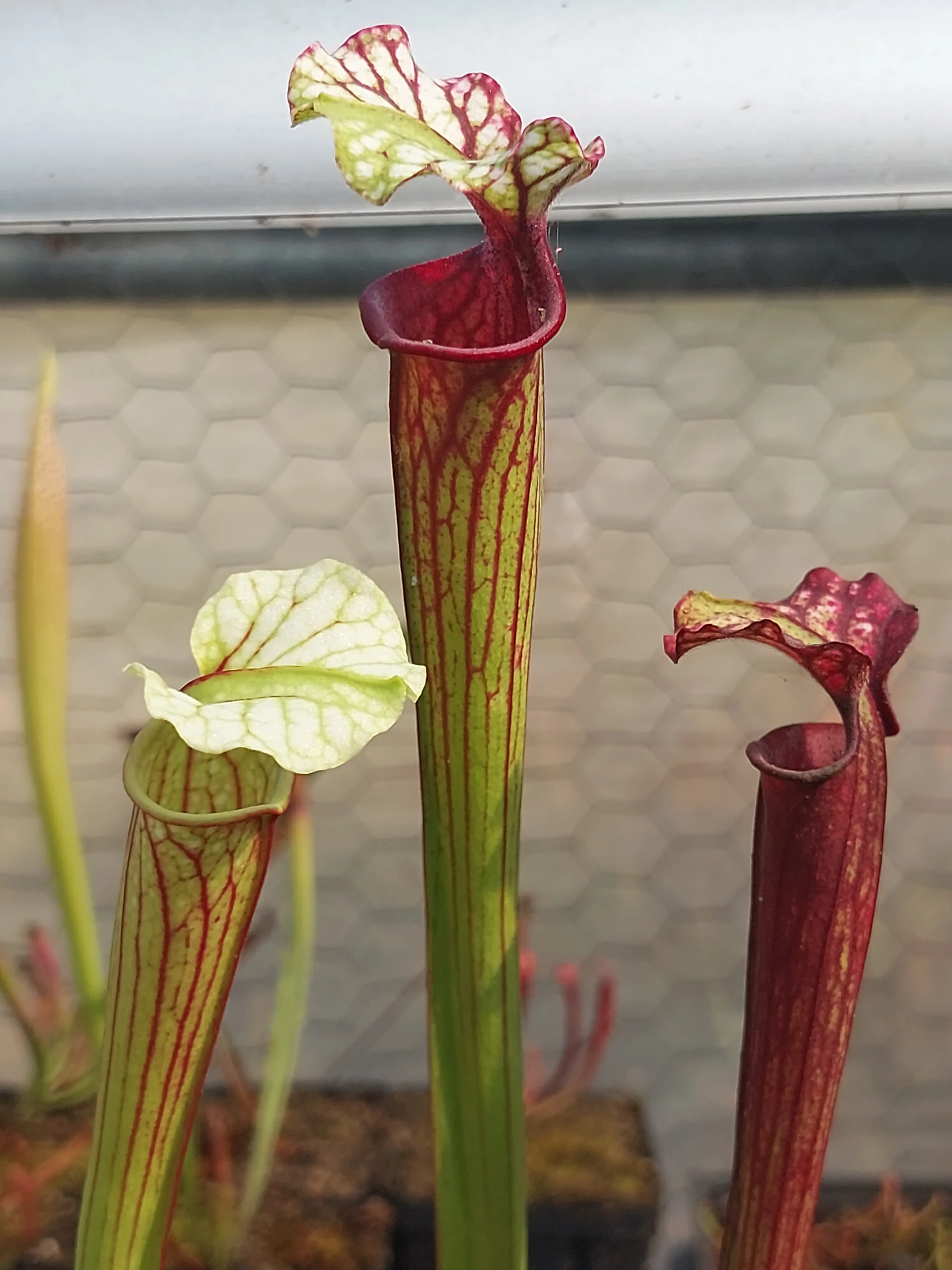 Sarracenia hybrid by P_Hill_FL