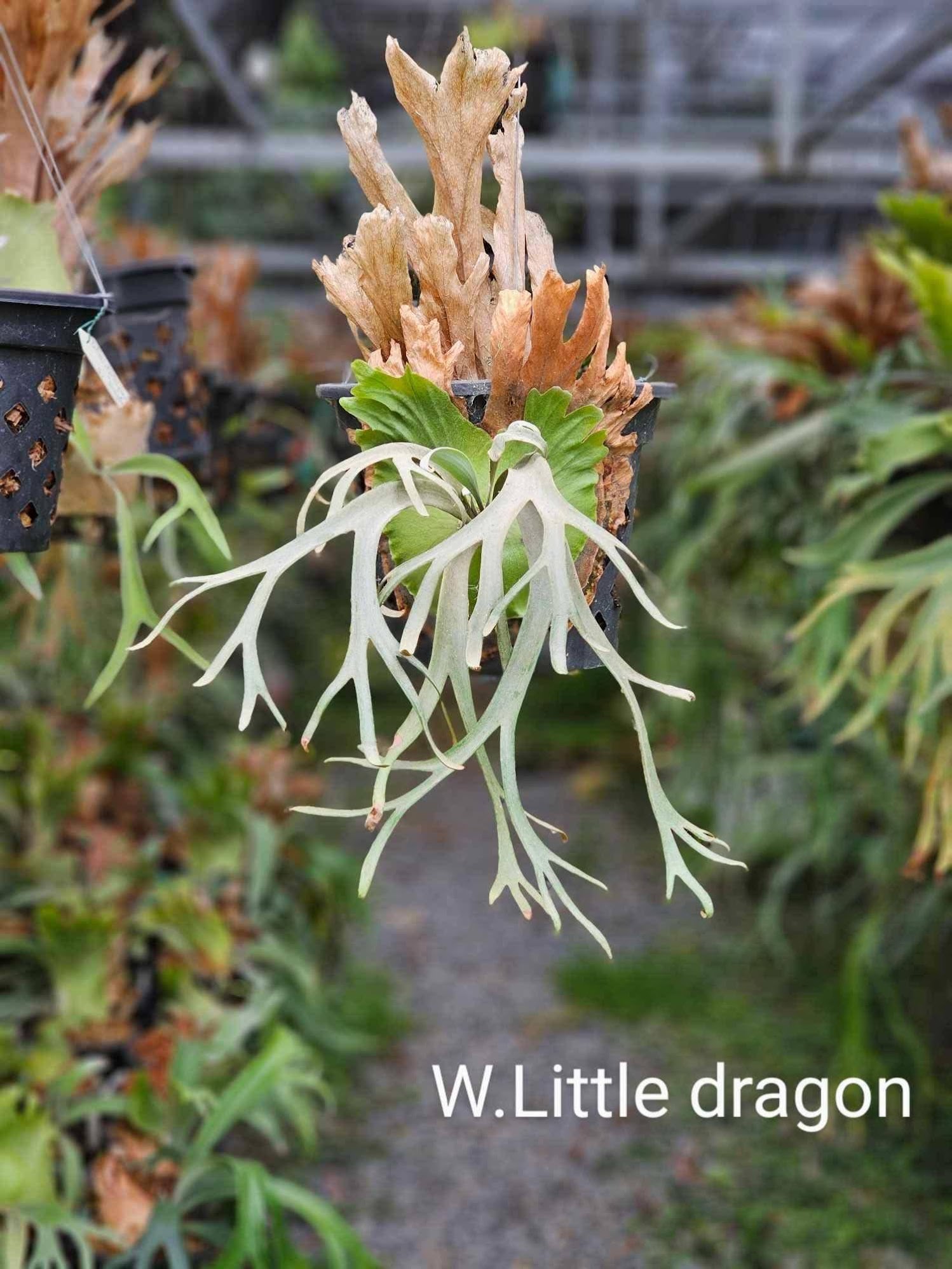 Platycerium Little dragon x white rose sporeling by aroot