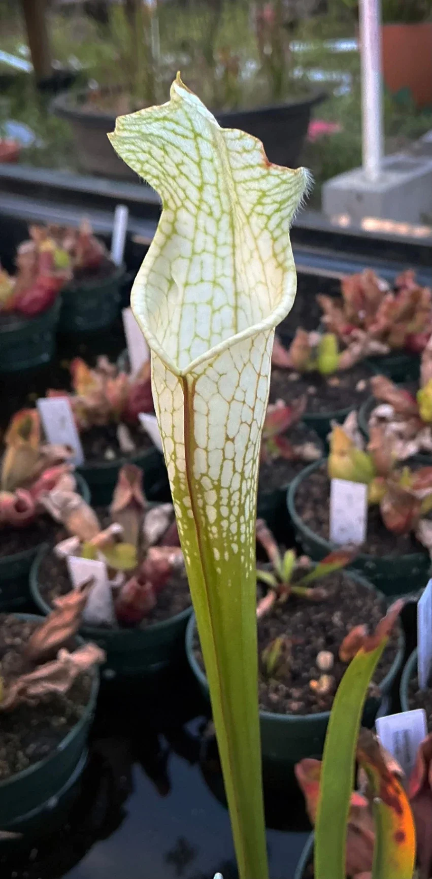 Sarracenia leucophylla by Dartnivorous