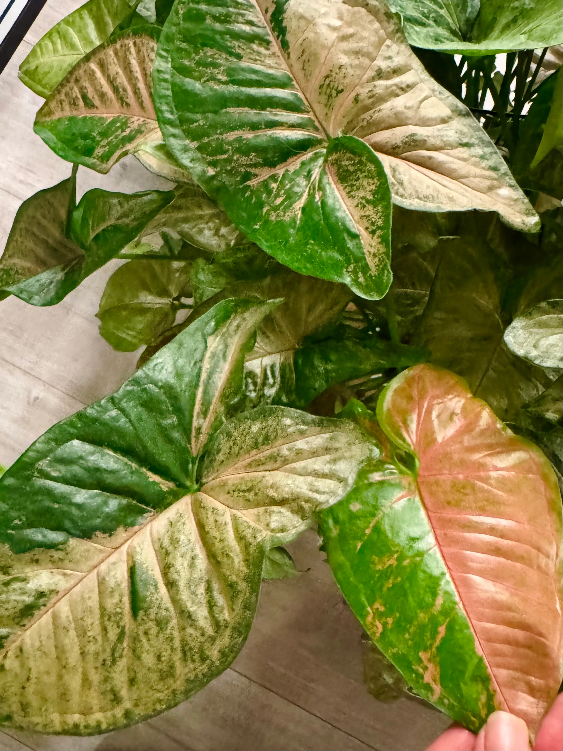 Syngonium podophyllum 'Margarita' by Labuleaf