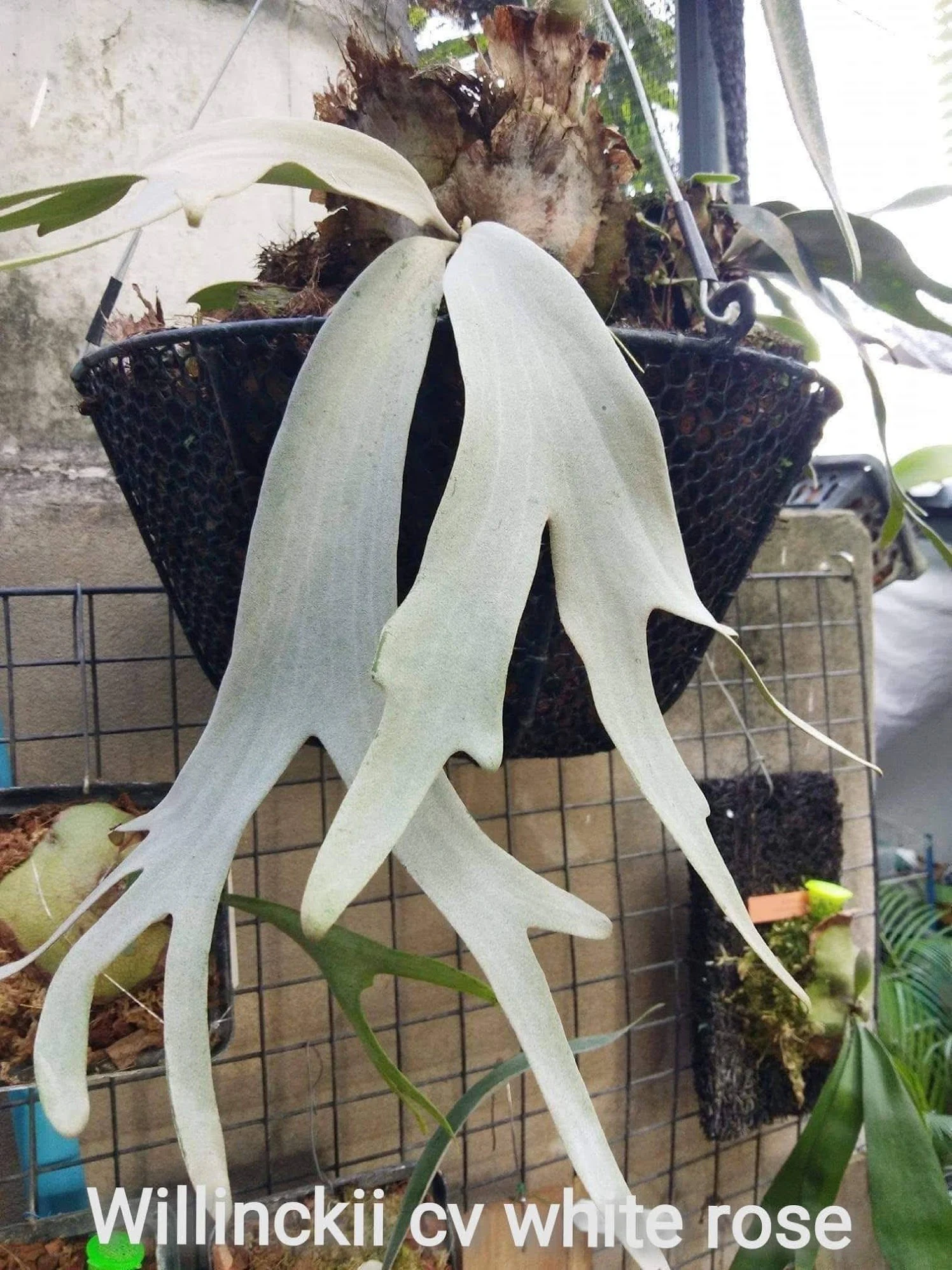 Platycerium Little dragon x white rose sporeling by aroot