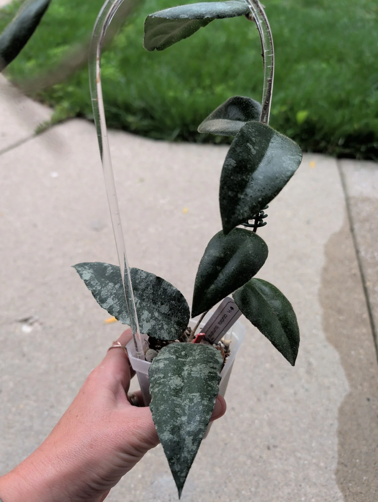 Hoya caudata 'Sumatra' by meg
