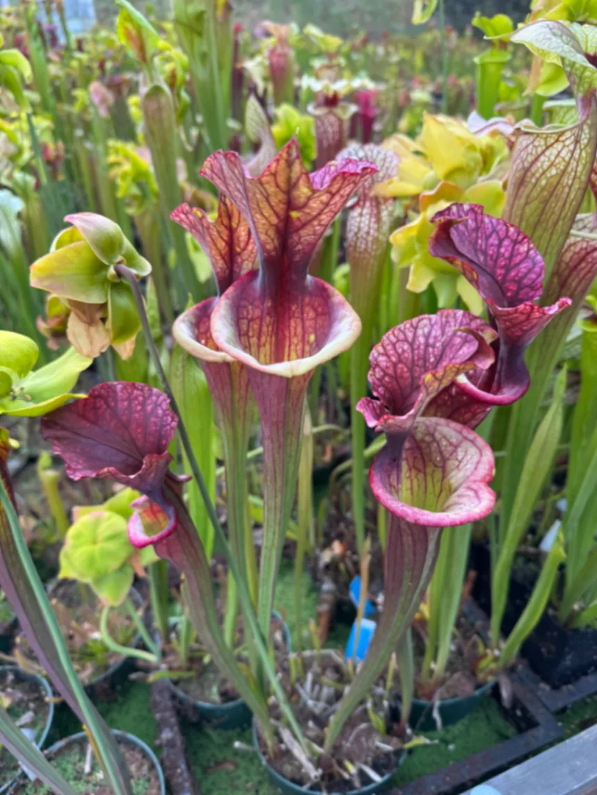 Sarracenia moorei by David