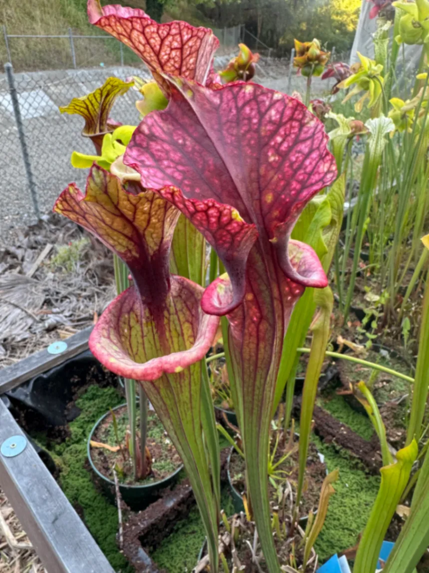 Sarracenia moorei by David