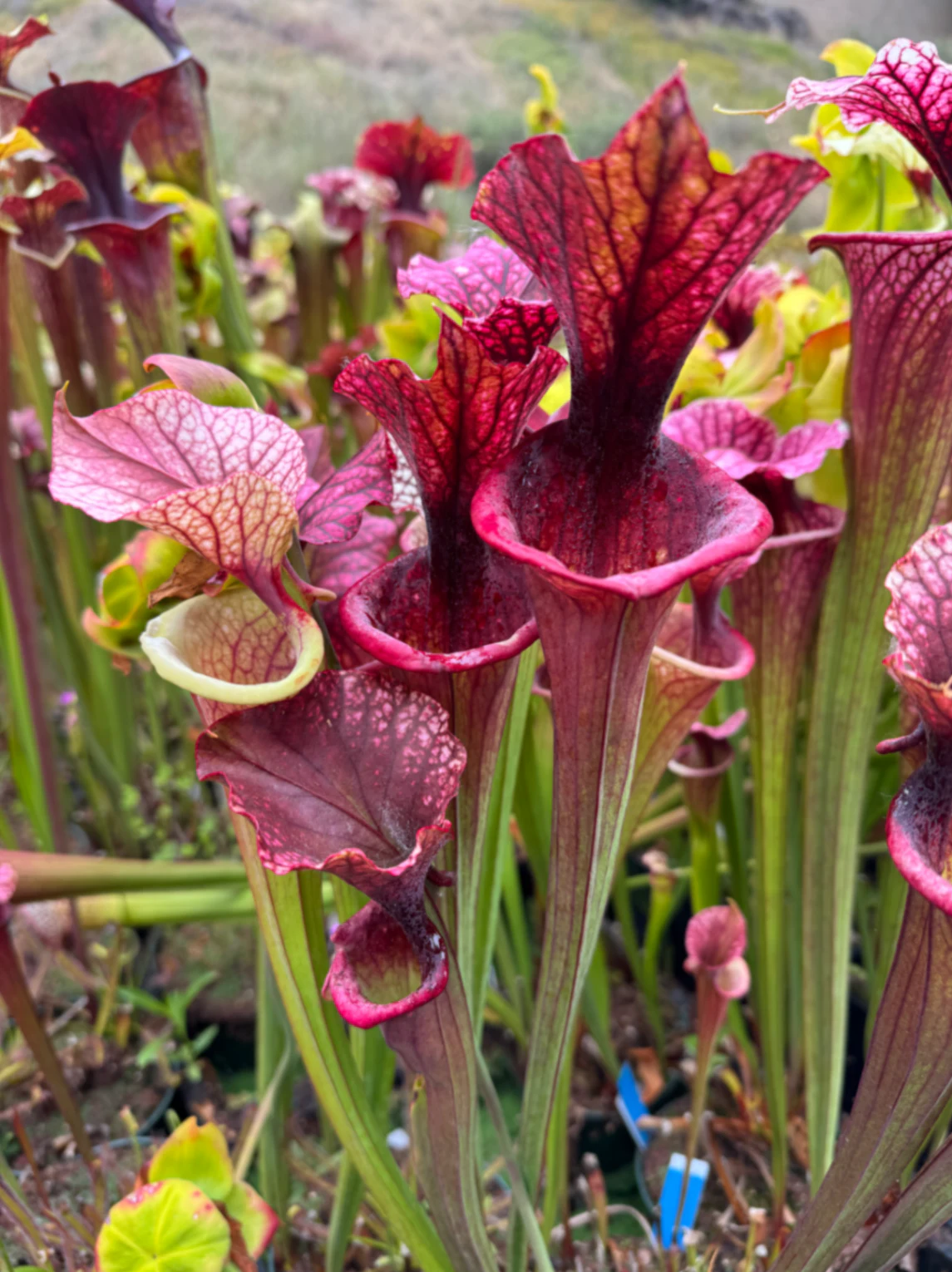Sarracenia moorei by David