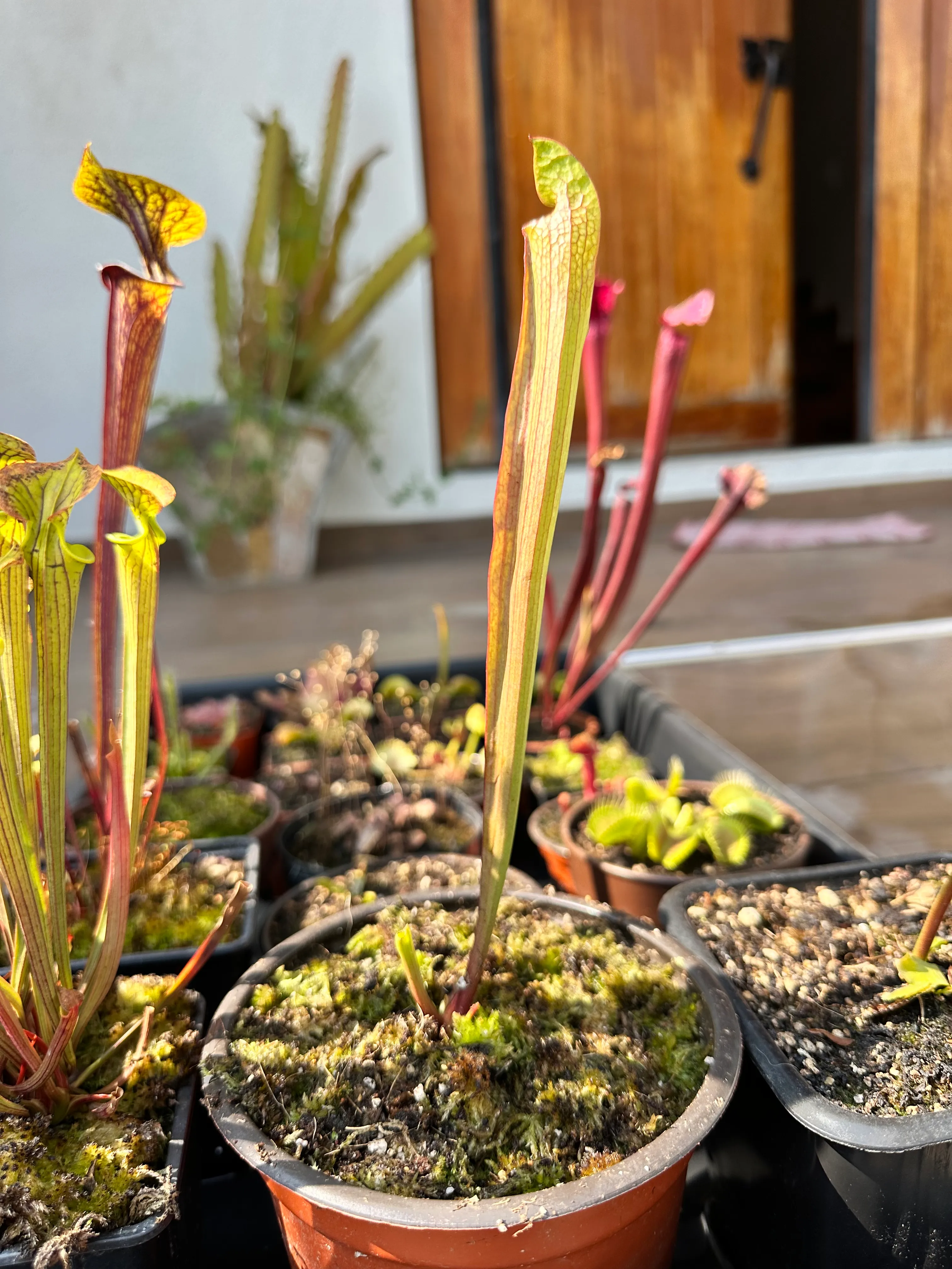 Sarracenia Megamouth x Legacy by marklt