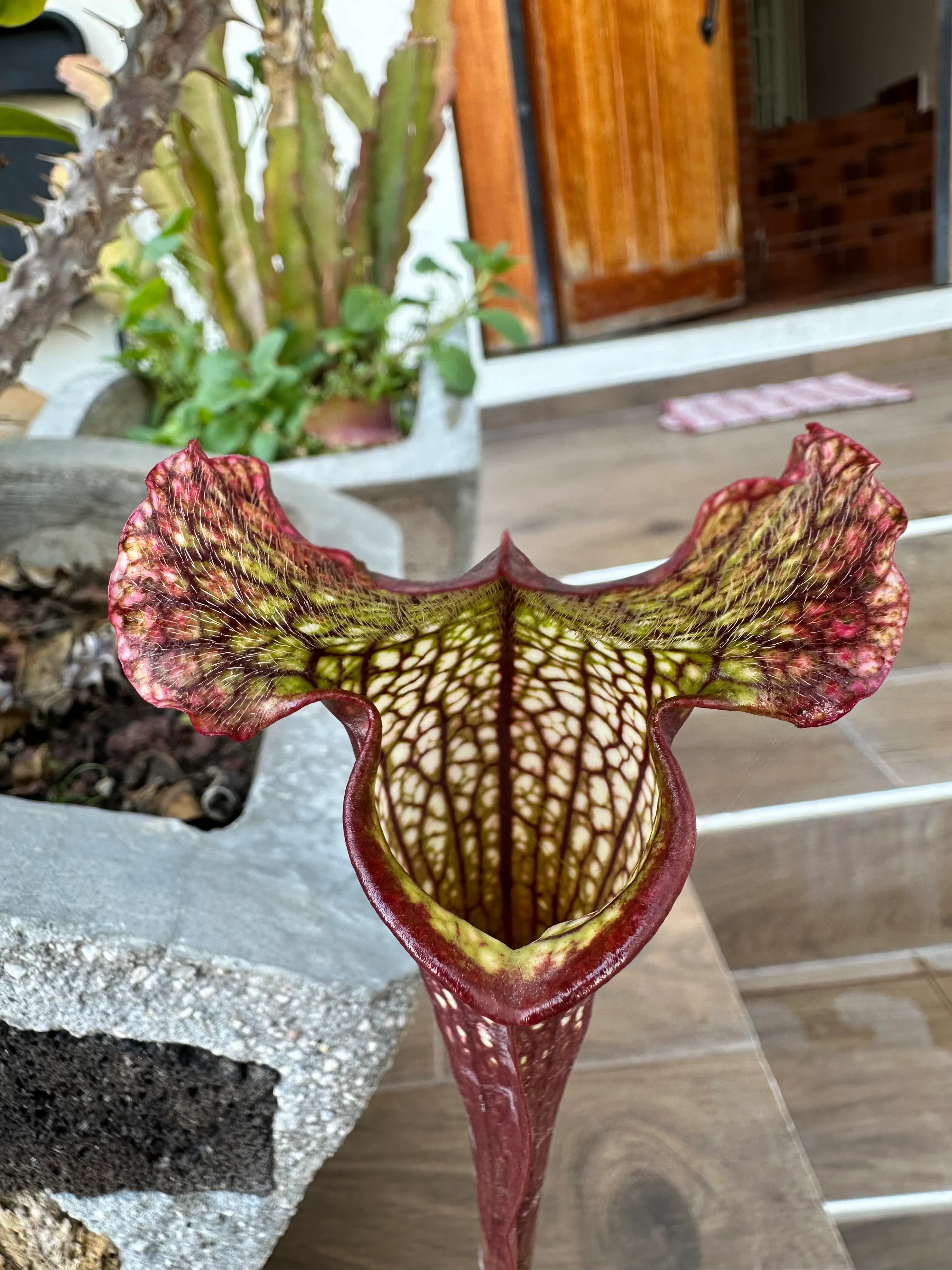 Sarracenia Megamouth x Legacy by marklt