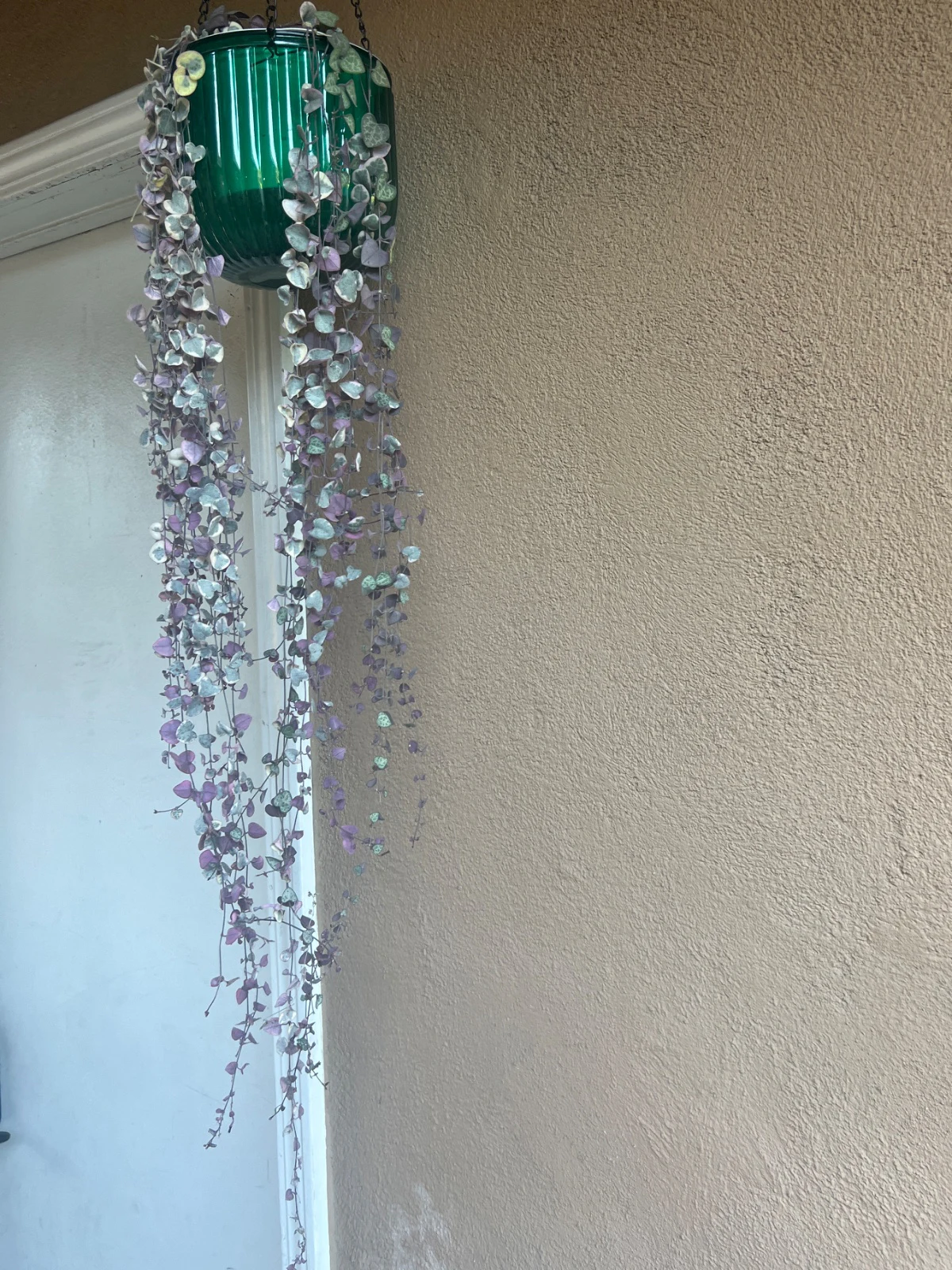 Ceropegia woodii 'Variegata' by alohamora