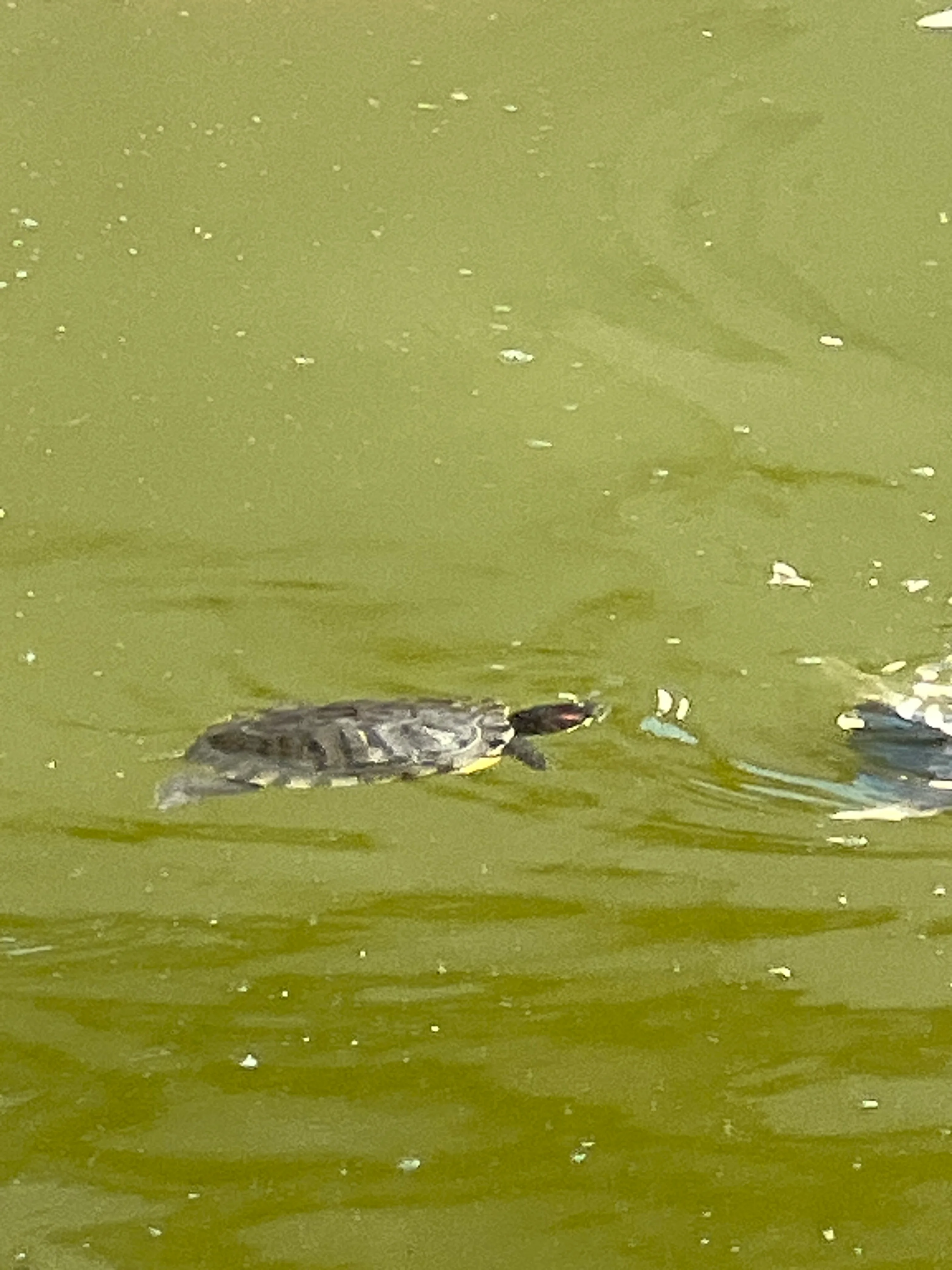 Red-eared Slider Trachemys scripta elegans by markymark