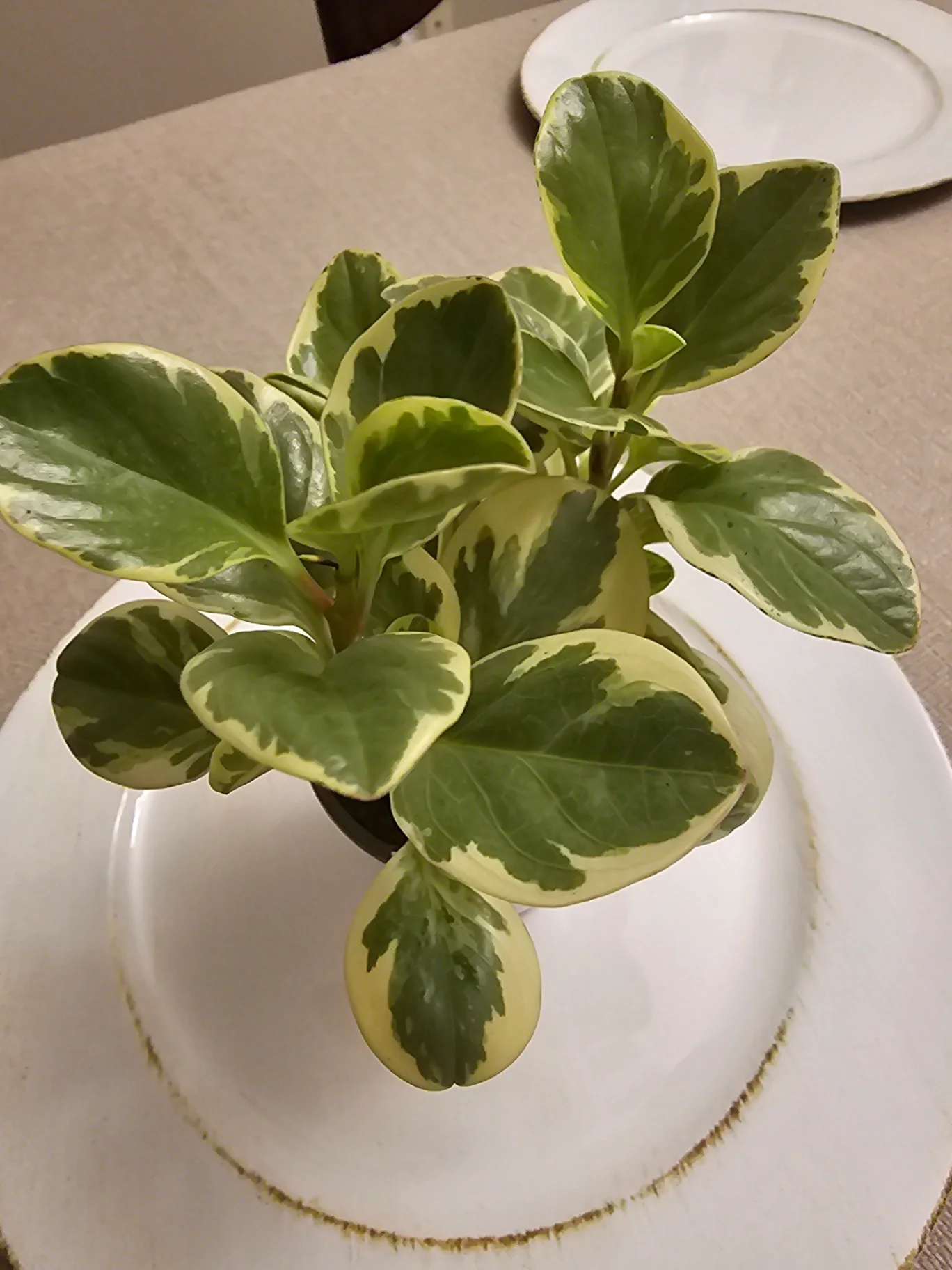Peperomia obtusifolia 'Variegata' by Mslatinatx73