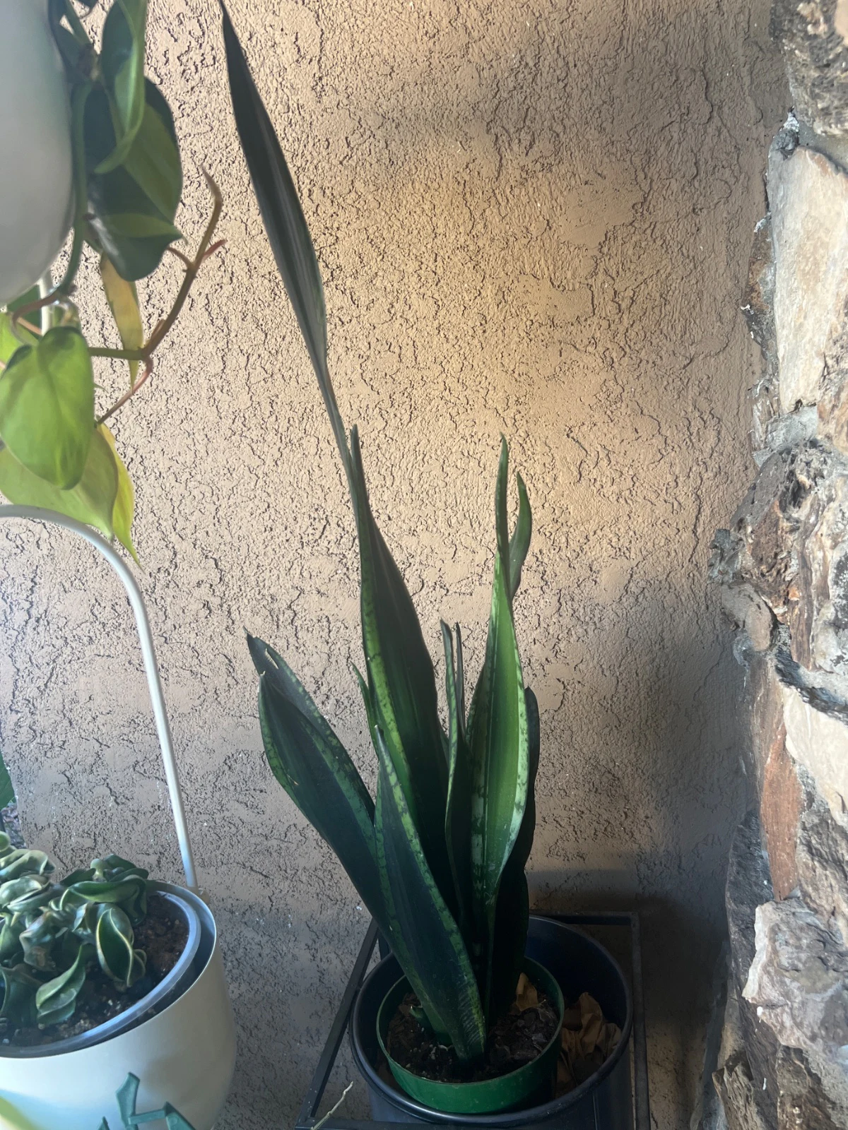 Dracaena trifasciata '“Whitney”' by alohamora