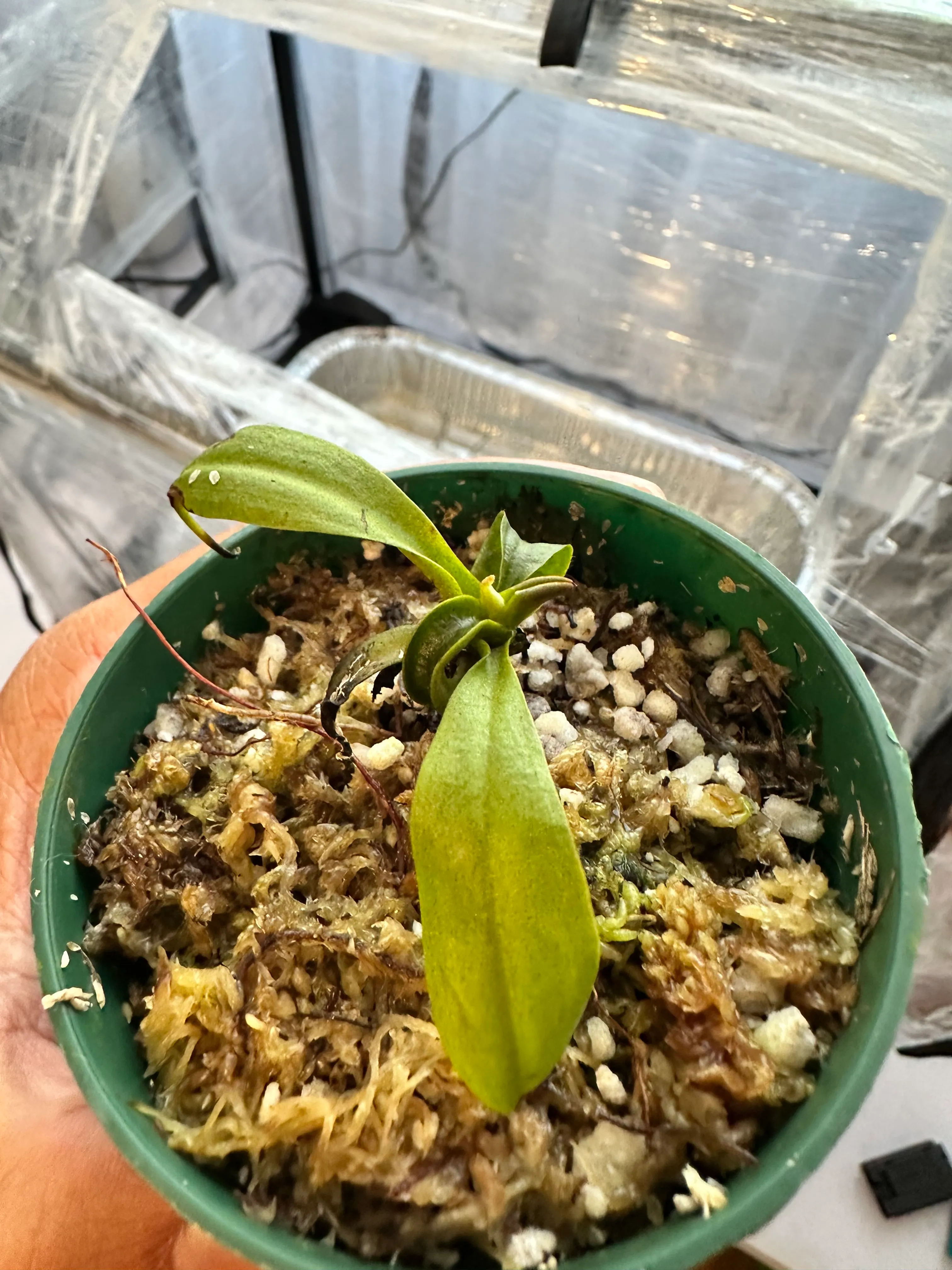 Nepenthes Bicalcarata 'Orange' by marklt